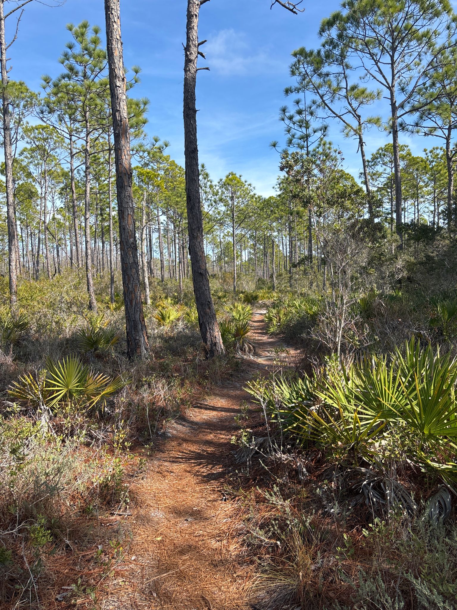 Sunny dirt path winding through a pine forest with palmetto plants. - Longleaf Greenway Trail