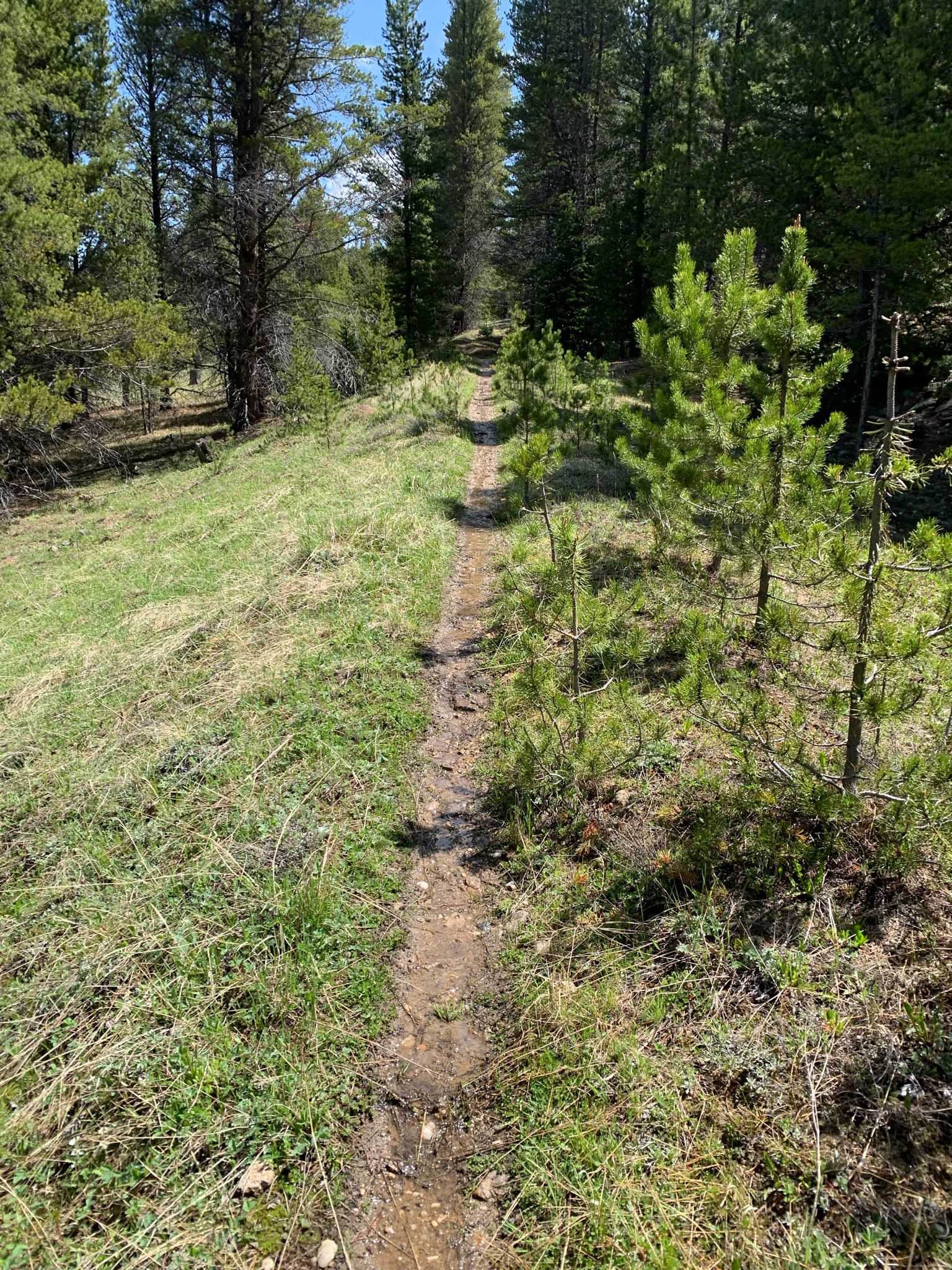 A narrow dirt trail winds through green grass and young pine trees. - Powderhound Cross Country Ski Trail