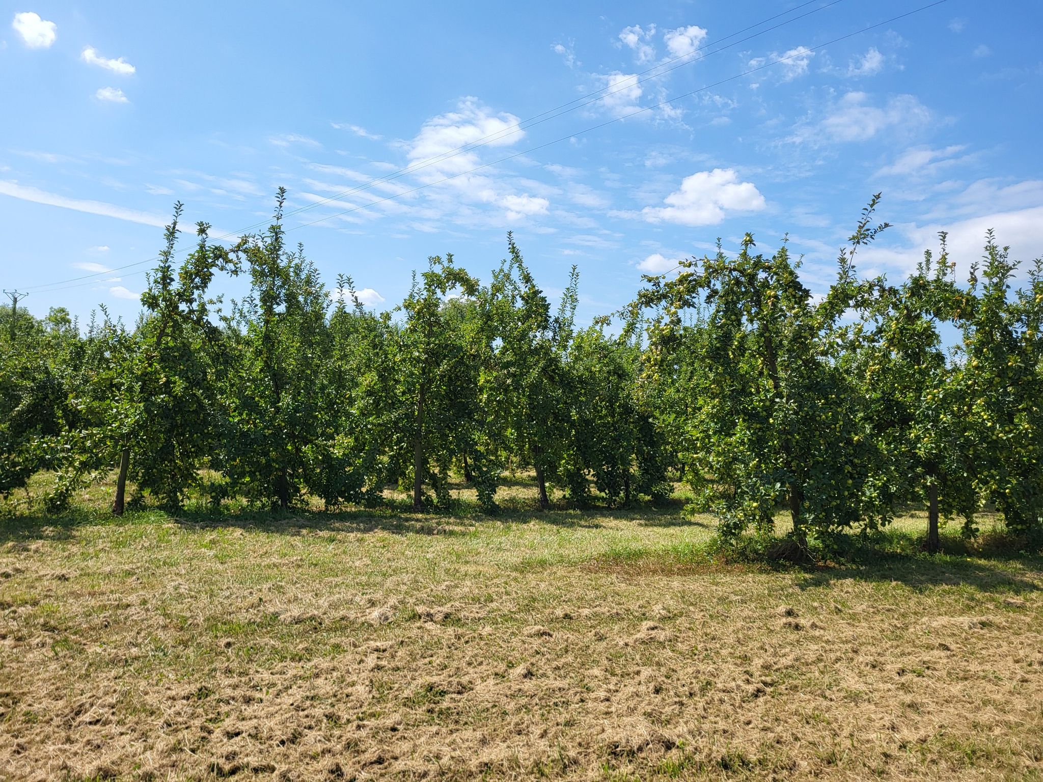 langs de appelboomgaarden waar de streek zo bekend om staat