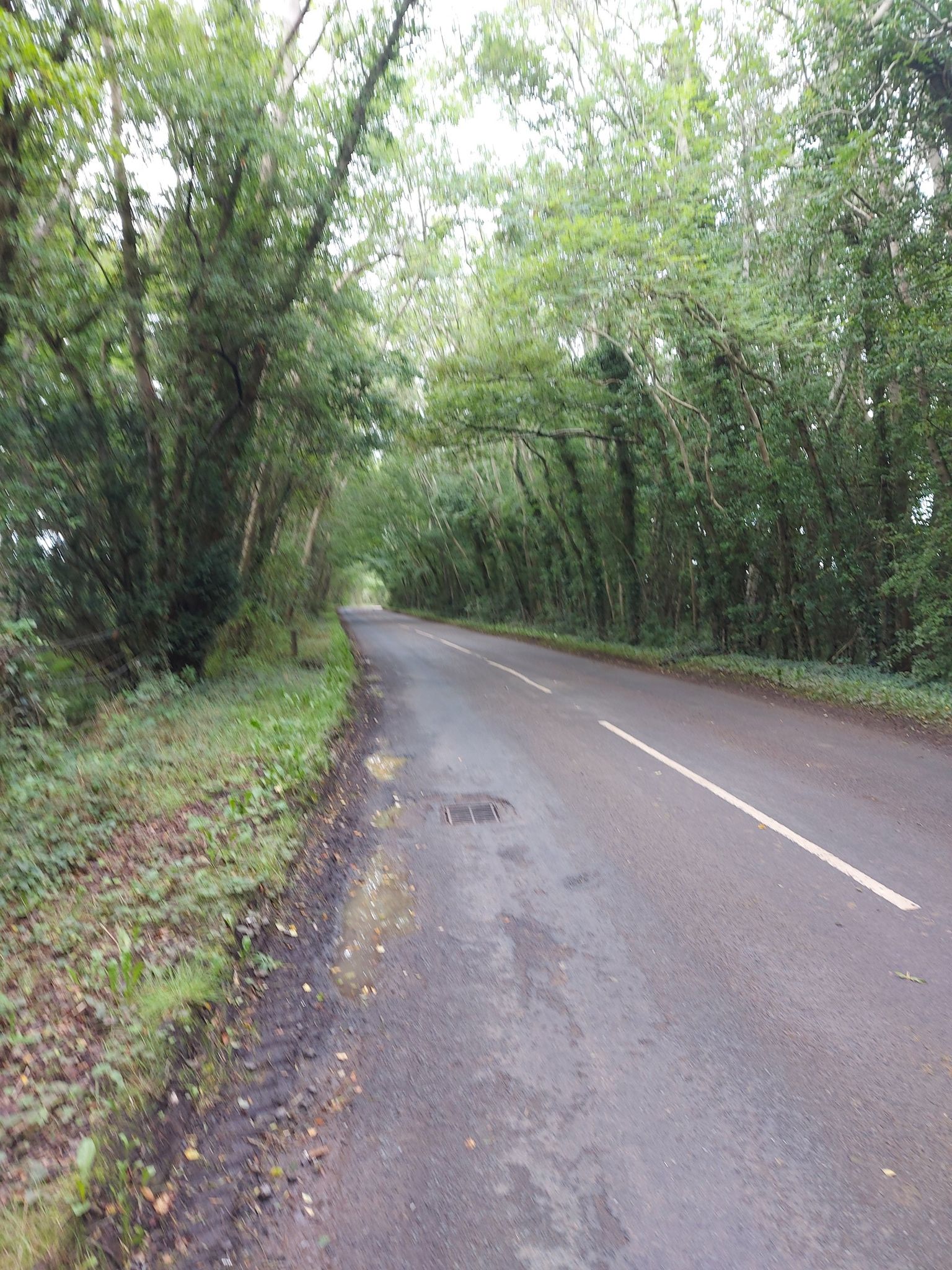 Bendooragh tunnel of trees