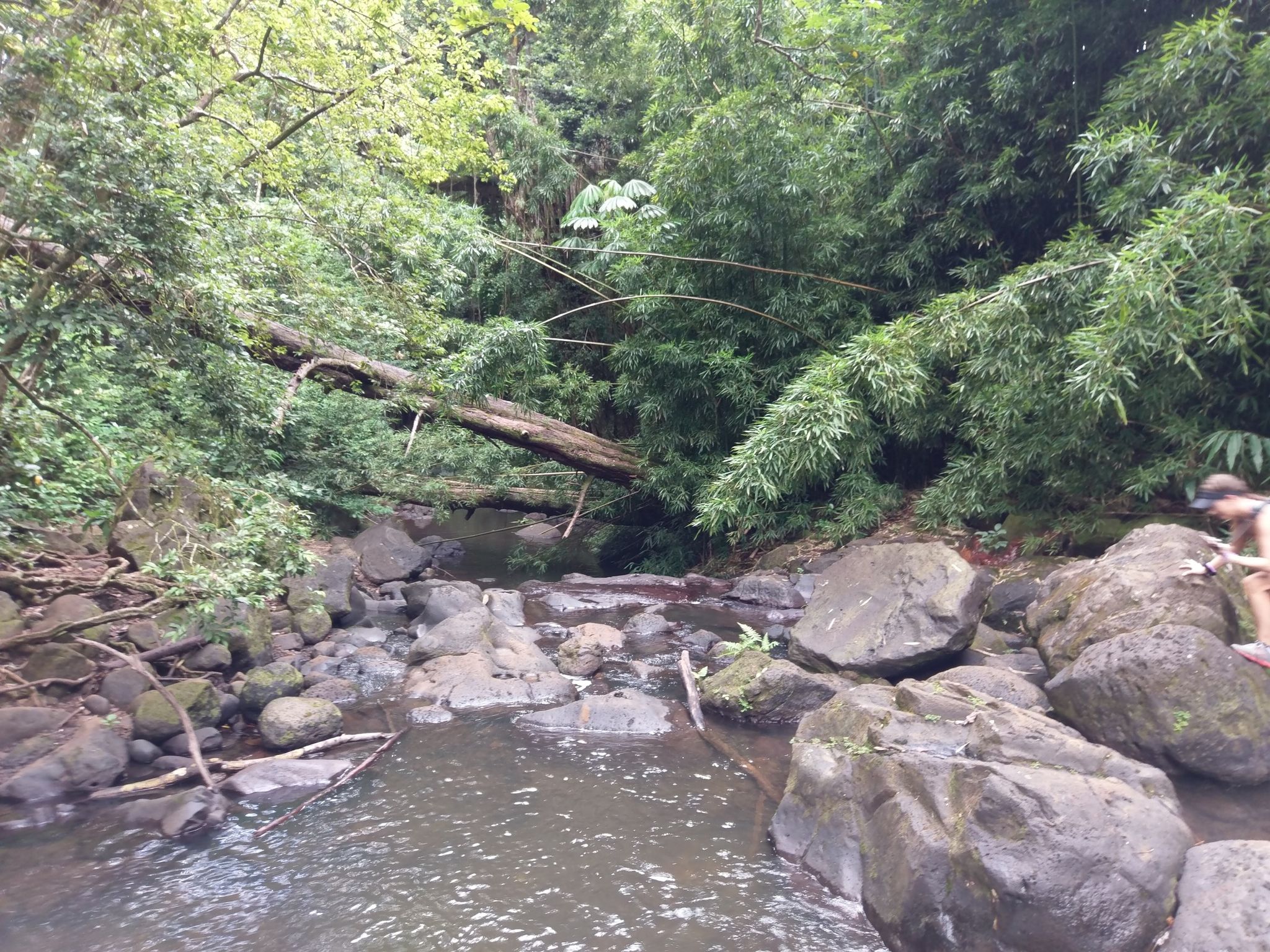 Rocky stream flowing through a lush forest with a fallen log bridge. - Judd Trail Loop