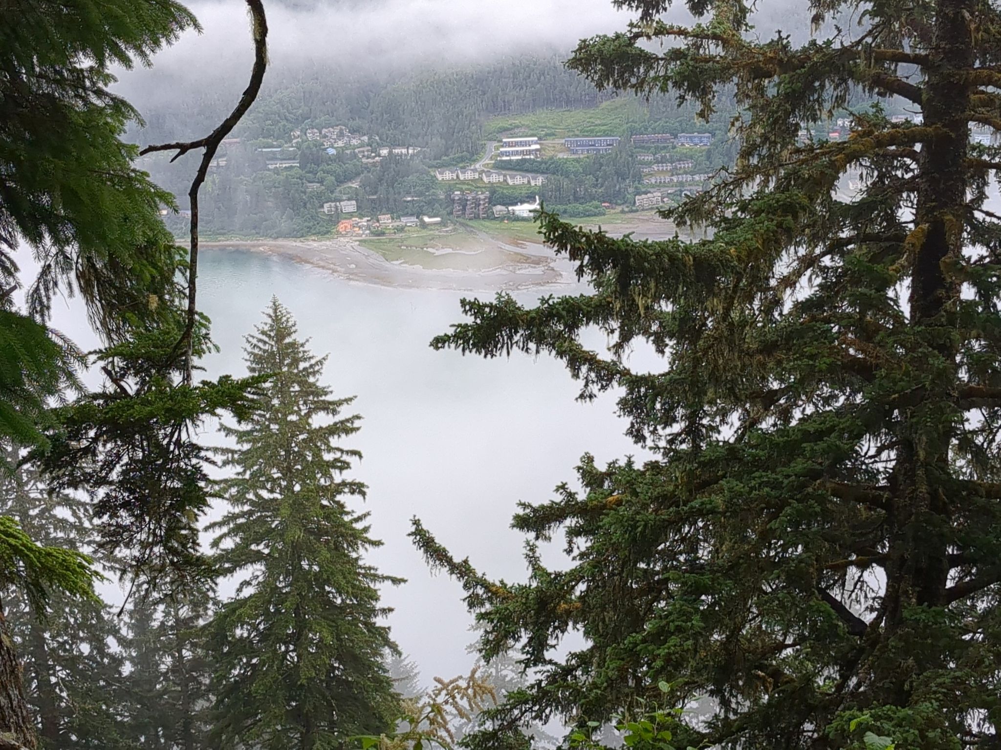 Misty view through dark trees of a bay, town, and low clouds. - Mount Roberts Mountain House trail run