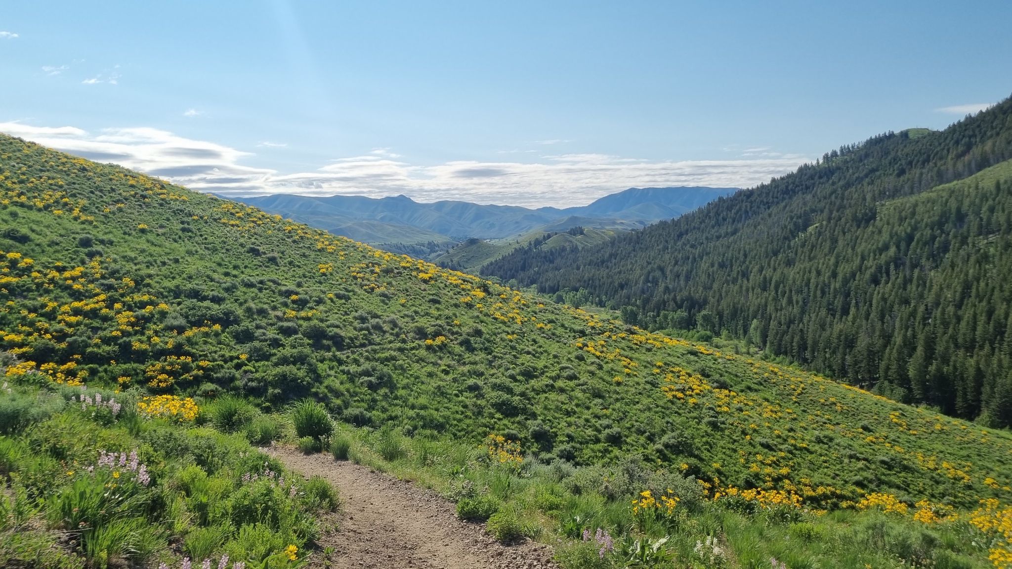 A dirt path winds along a sunny, wildflower-covered hillside overlooking a forested valley. - Lanes Trail Wildflower Meadow loop from Hemingway/Northwood Natural Area