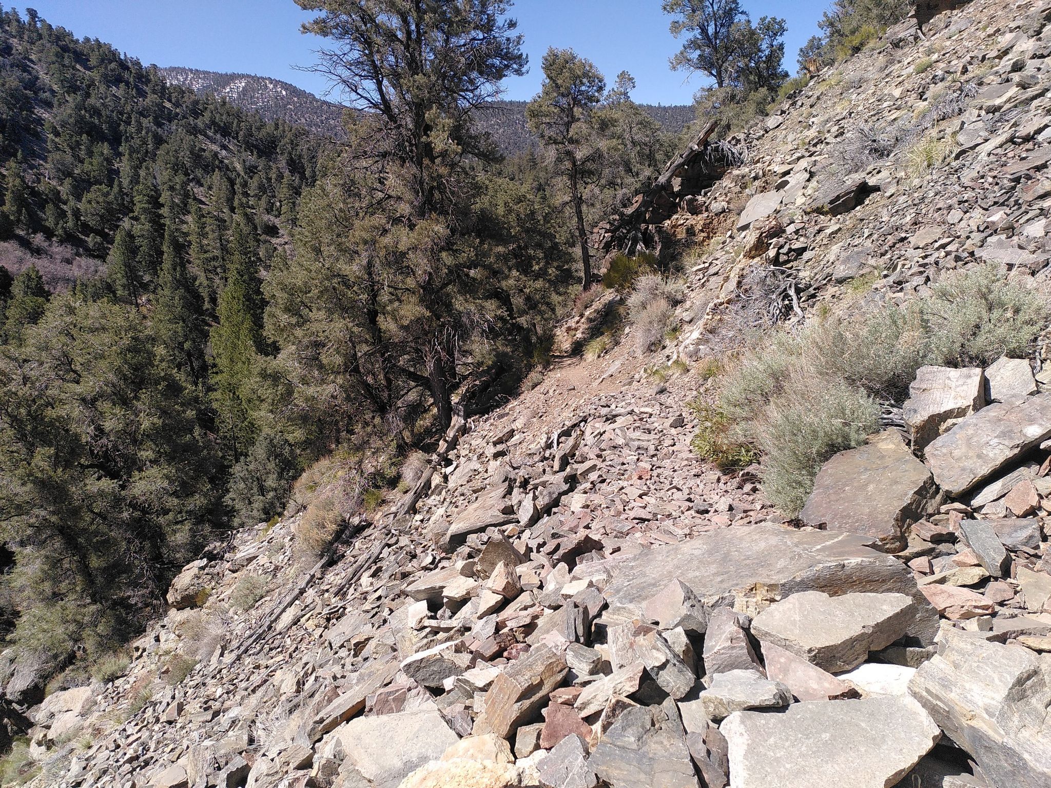 Steep, rocky mountain slope with pine trees under a clear, sunny sky. - Pacific Crest Trail and Arrastre Creek Loop