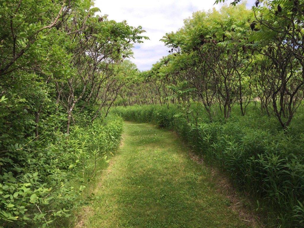Grassy path winding through rows of small, leafy trees. - Stute Springs Nature Trail