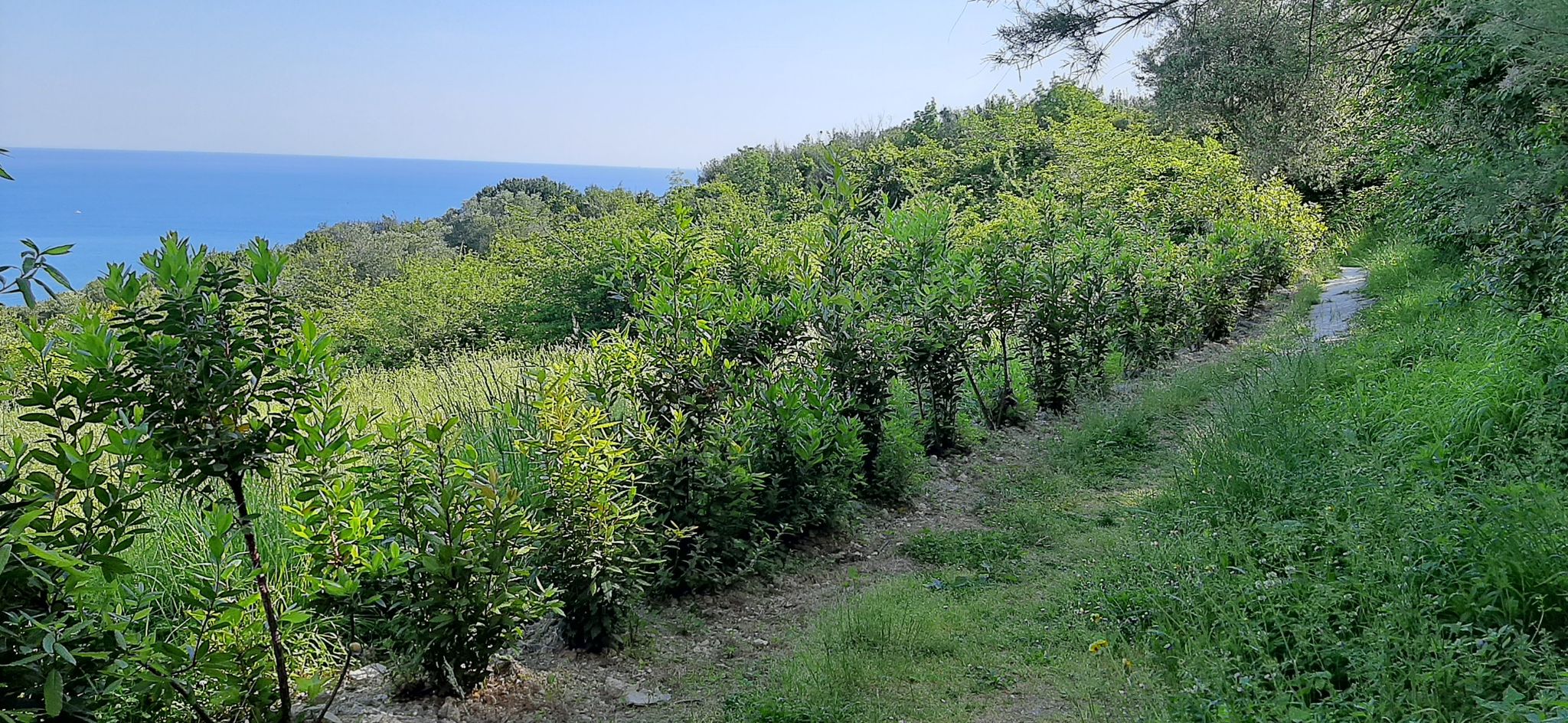 sentiero  Scalaccia