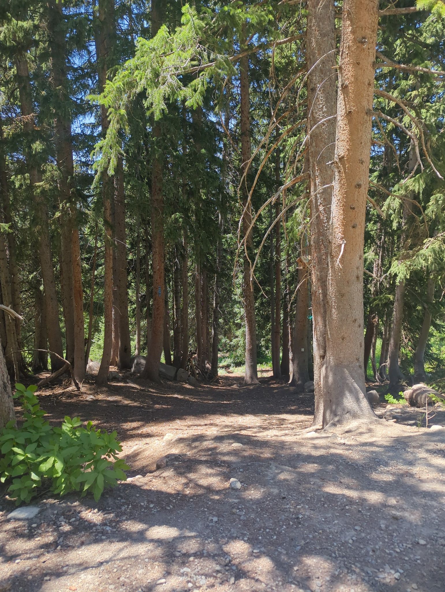 Douglas Fir