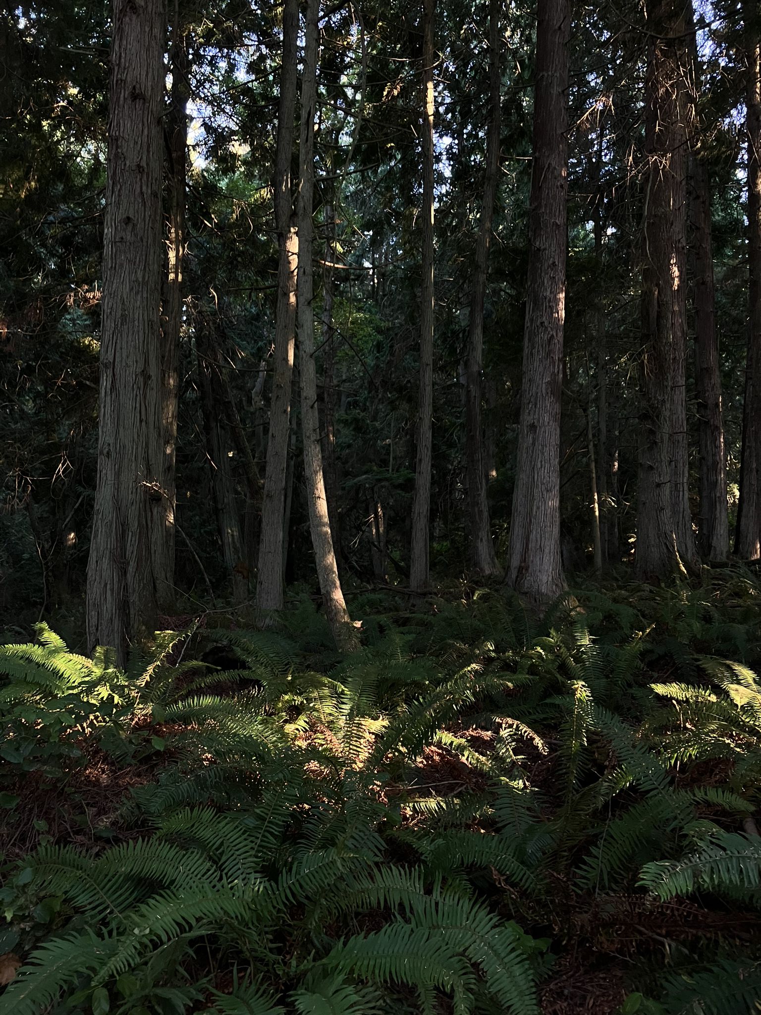 Sunlight filters through tall trees onto a forest floor covered in ferns. - Fort Flagler Trail