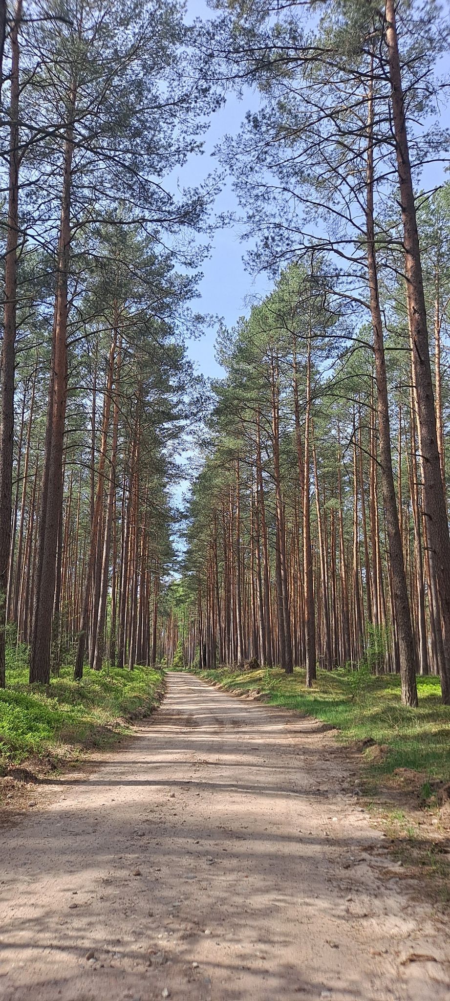 pięknie szumią drzewa