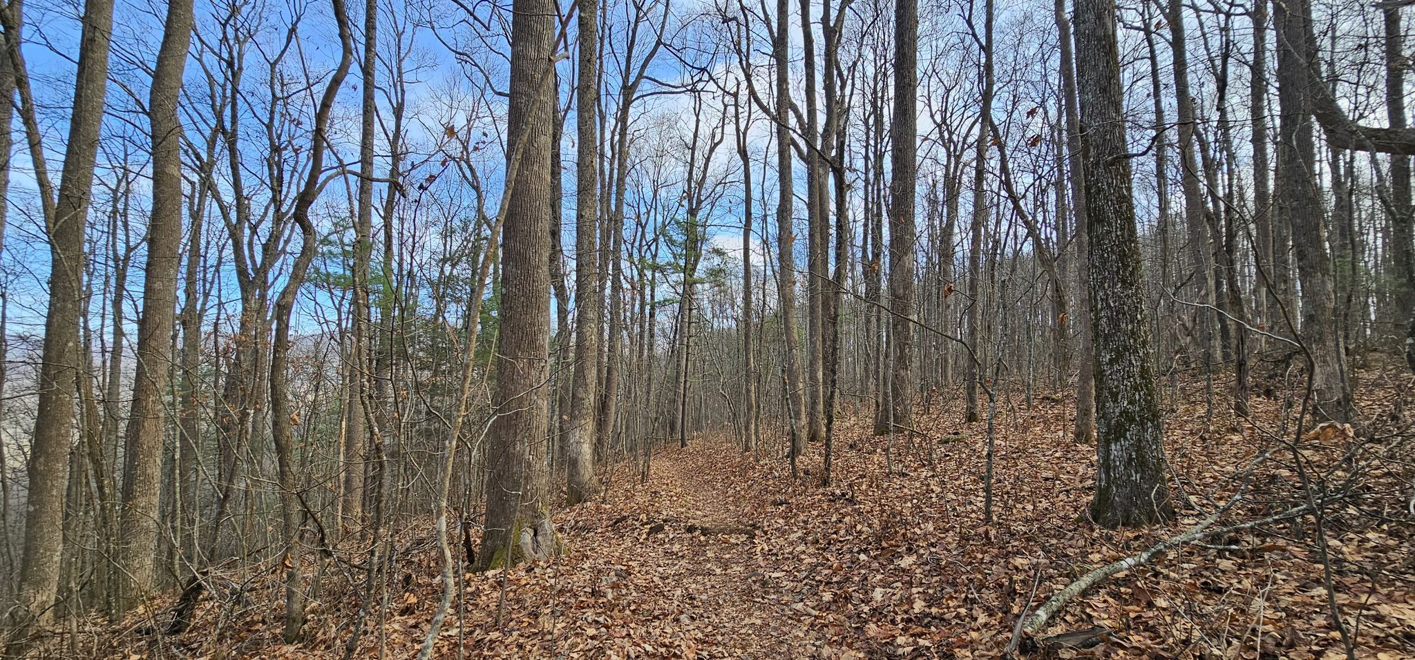 Winding forest path through bare trees, with distant landscape visible. - Appalachian Trail: Woody Gap to Jarrard Gap