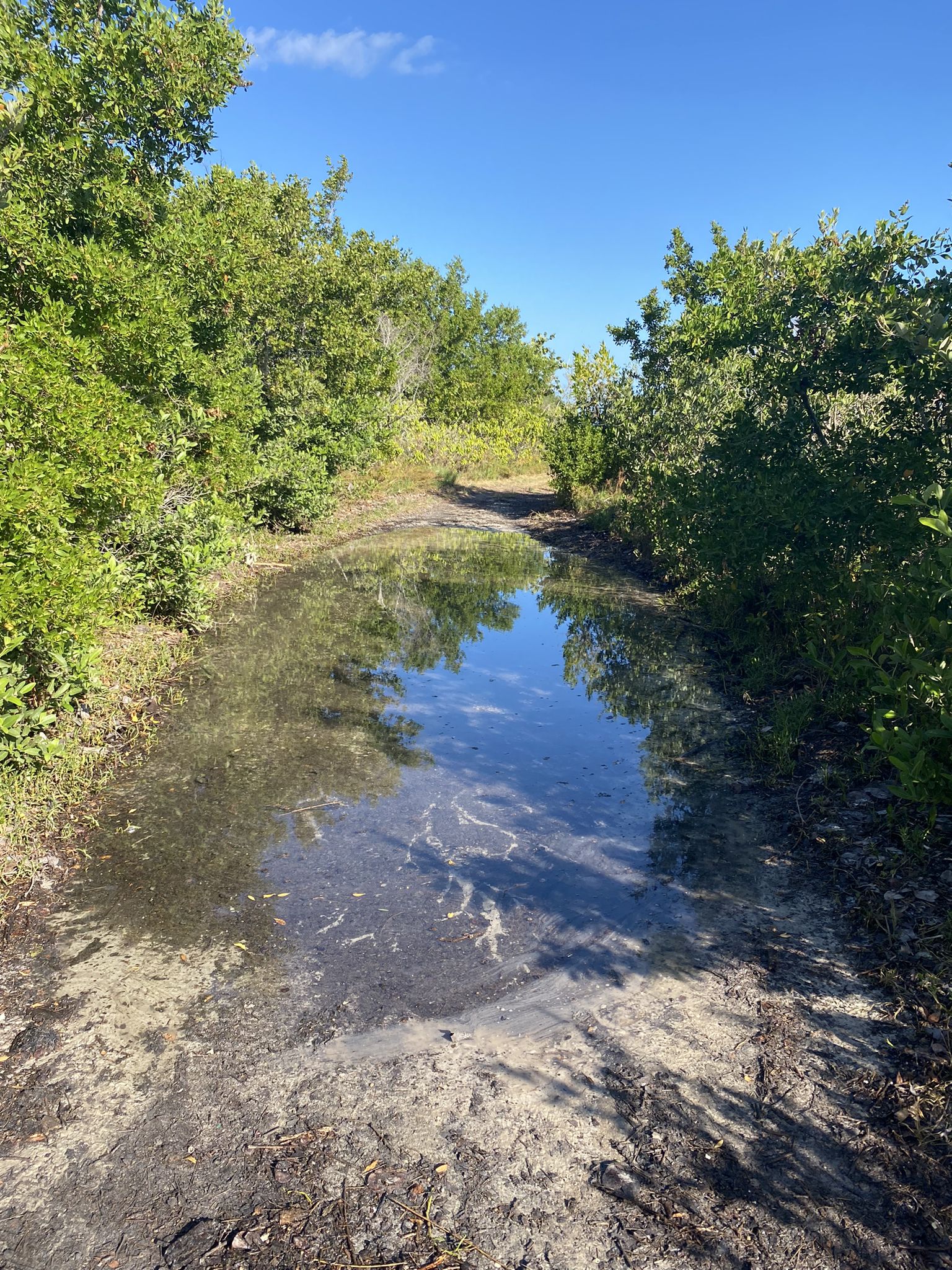 A large puddle on a dirt path surrounded by green trees under blue sky. - Ted Sperling Park Nature Trail