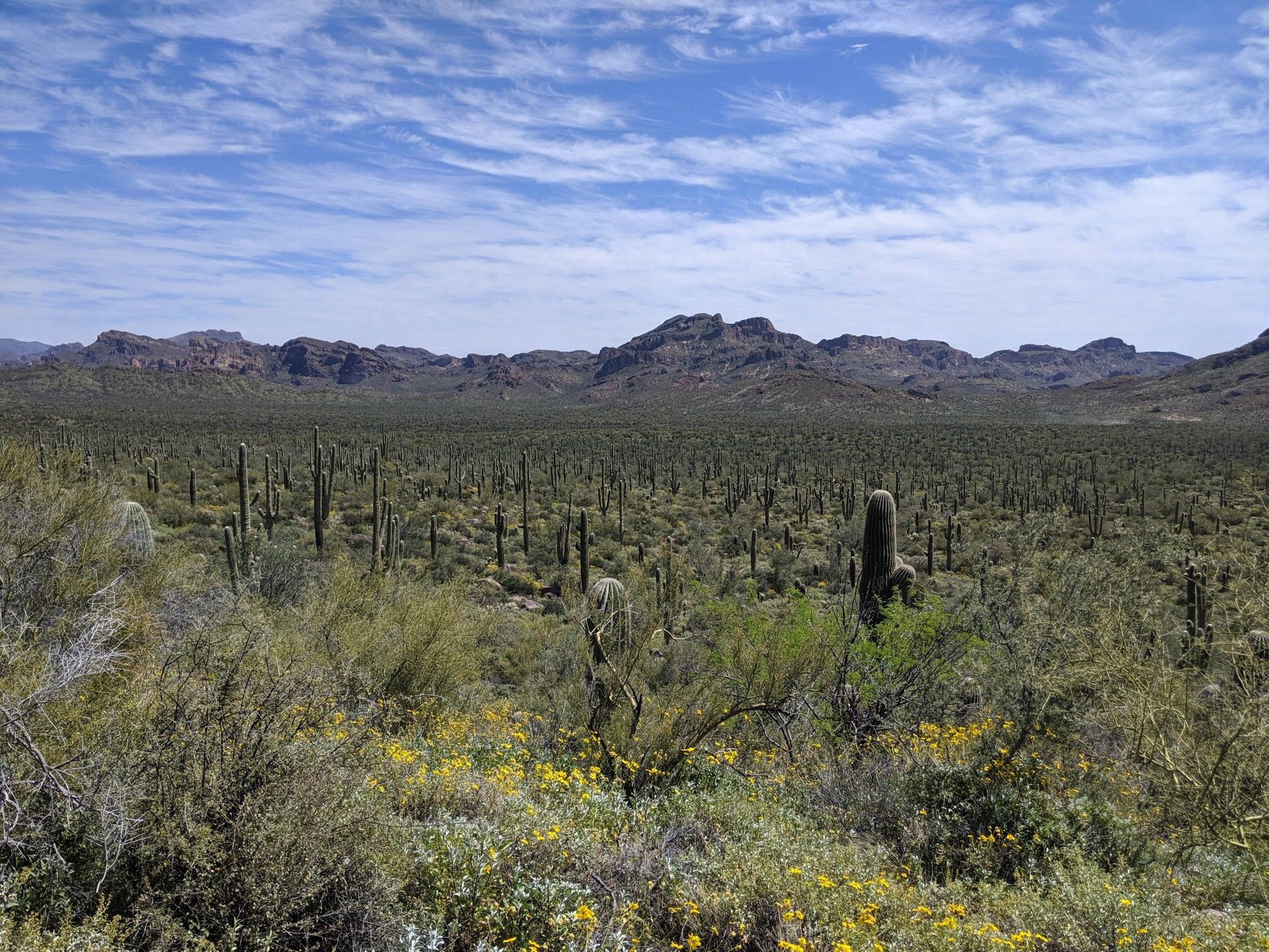 Vast desert landscape with saguaro cacti, distant mountains, and a partly cloudy sky. - Lost Goldmine Trail