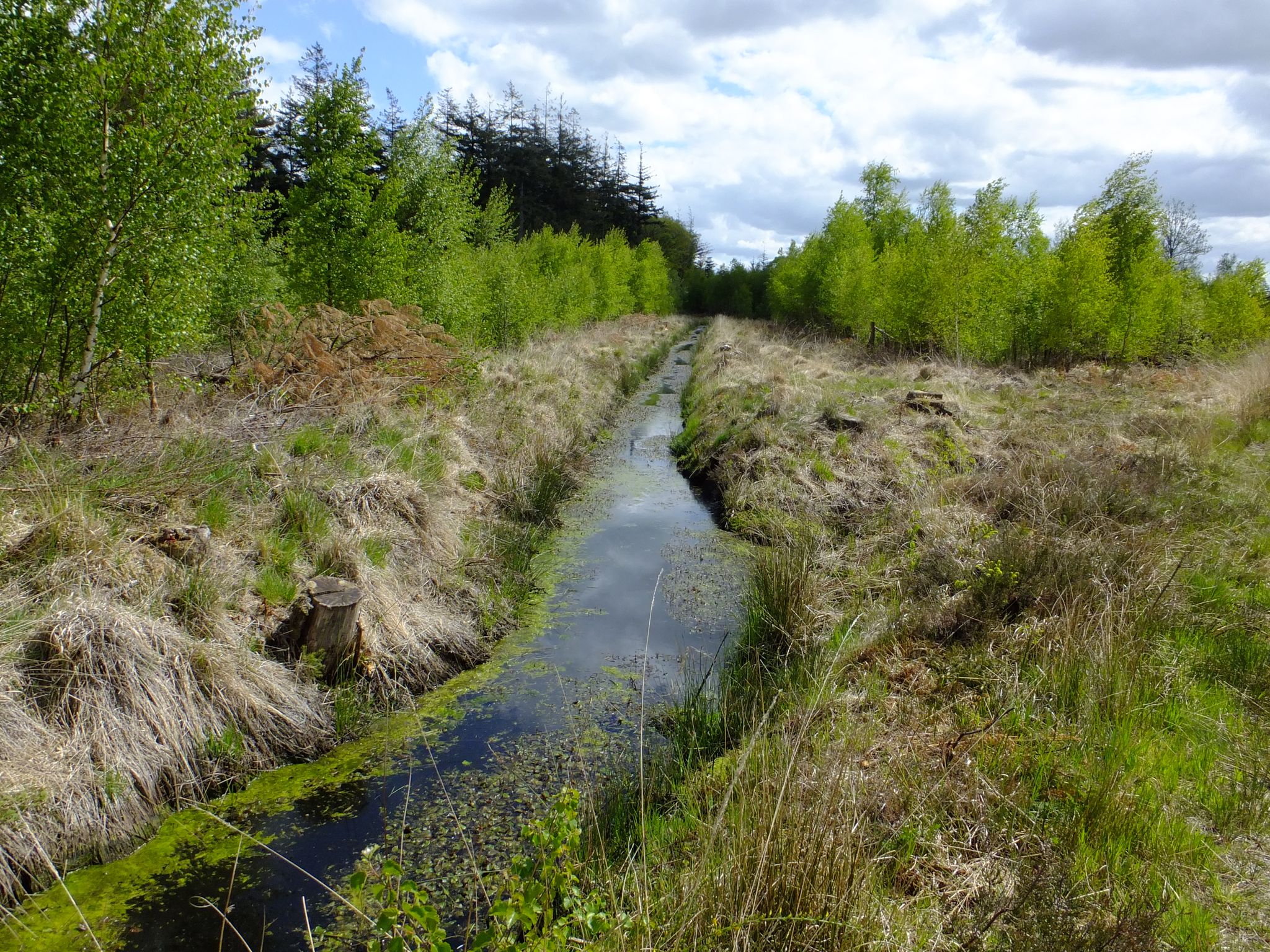 Renaturierte ehemalige Wasserläufe im Upjeverschen Forst