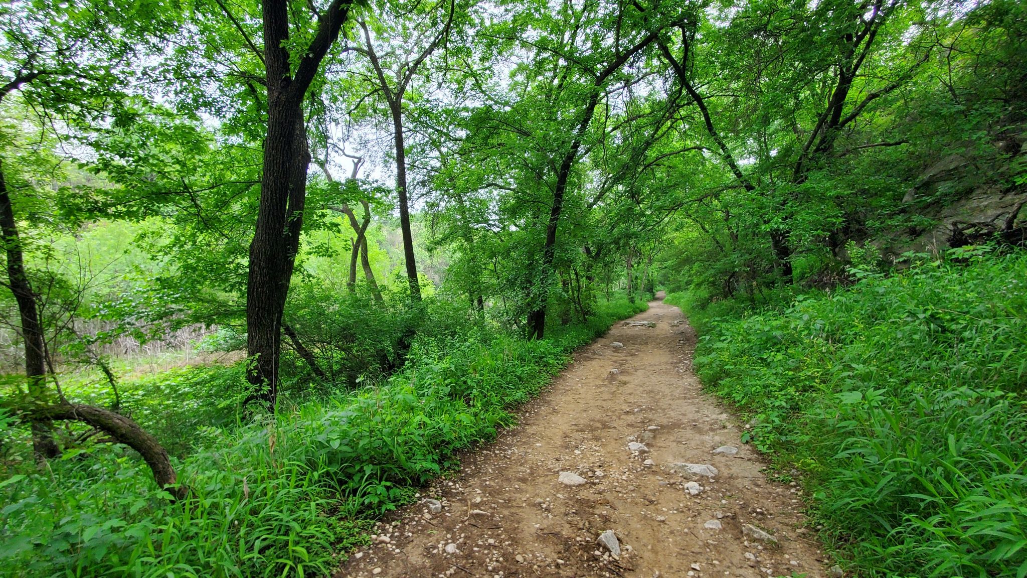 A winding dirt path through a vibrant green forest, softly lit. - Violet Crown Trail loop from Rollingwood