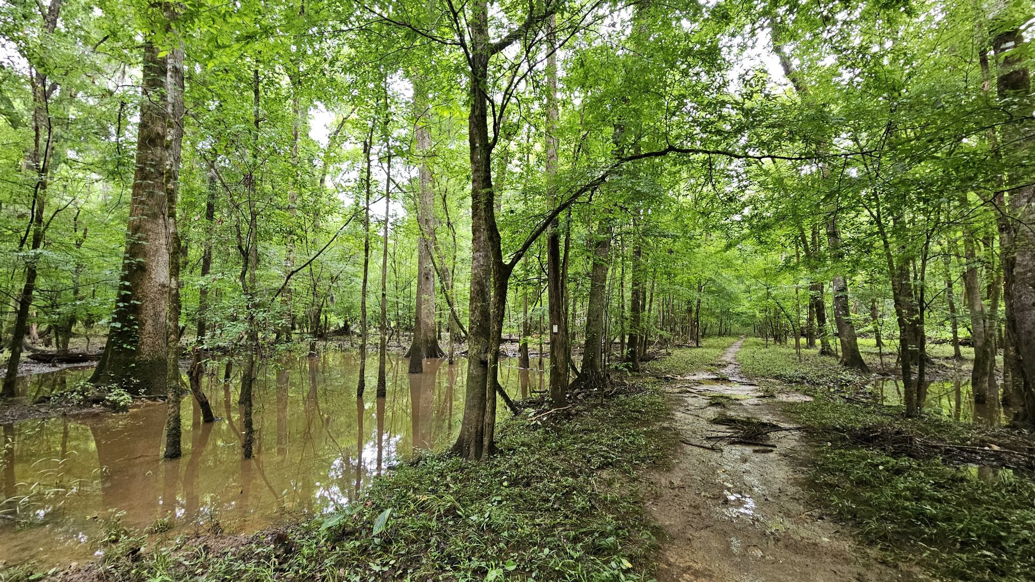 Muddy path next to a flooded forest with trees standing in water. - Kingsnake Trail