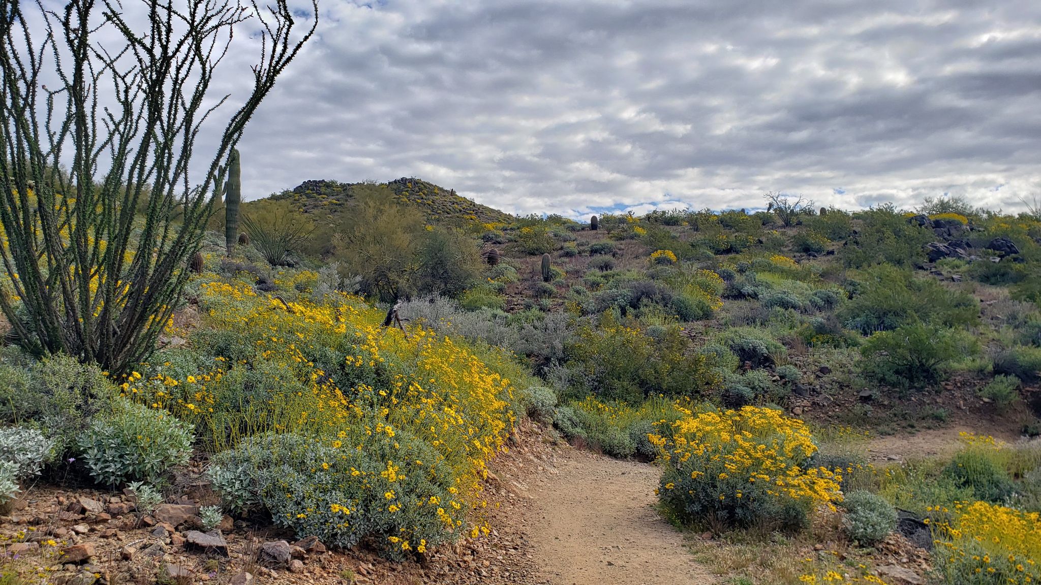 Dirt path winding through desert hills with yellow wildflowers under cloudy sky. - Sidewinder Trail loop from Equestrian Trailer Parking