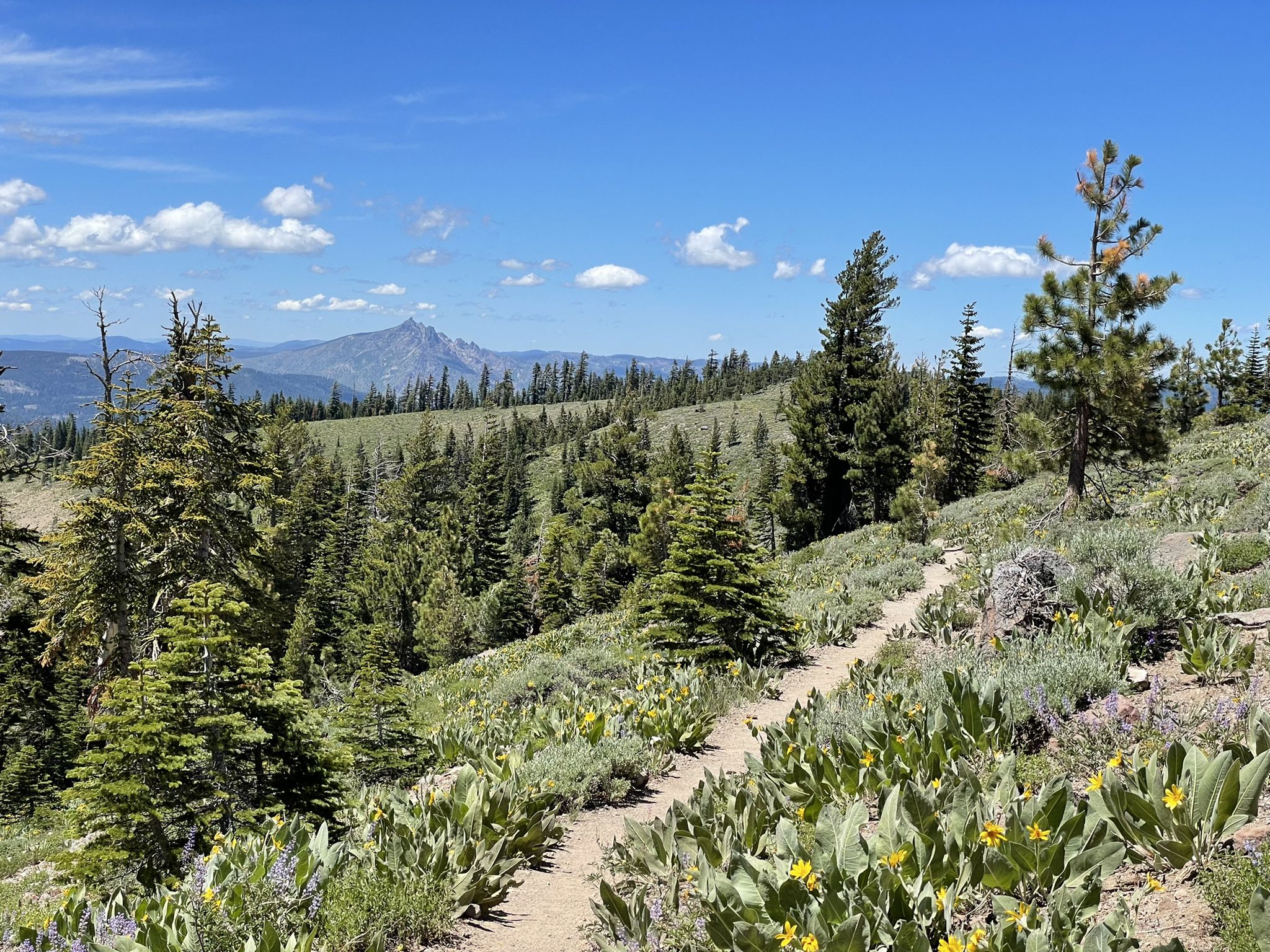 A winding dirt trail through a sunny mountain forest with distant peaks. - Pacific Crest Trail: CA Section L - Donner Summit to Highway 49