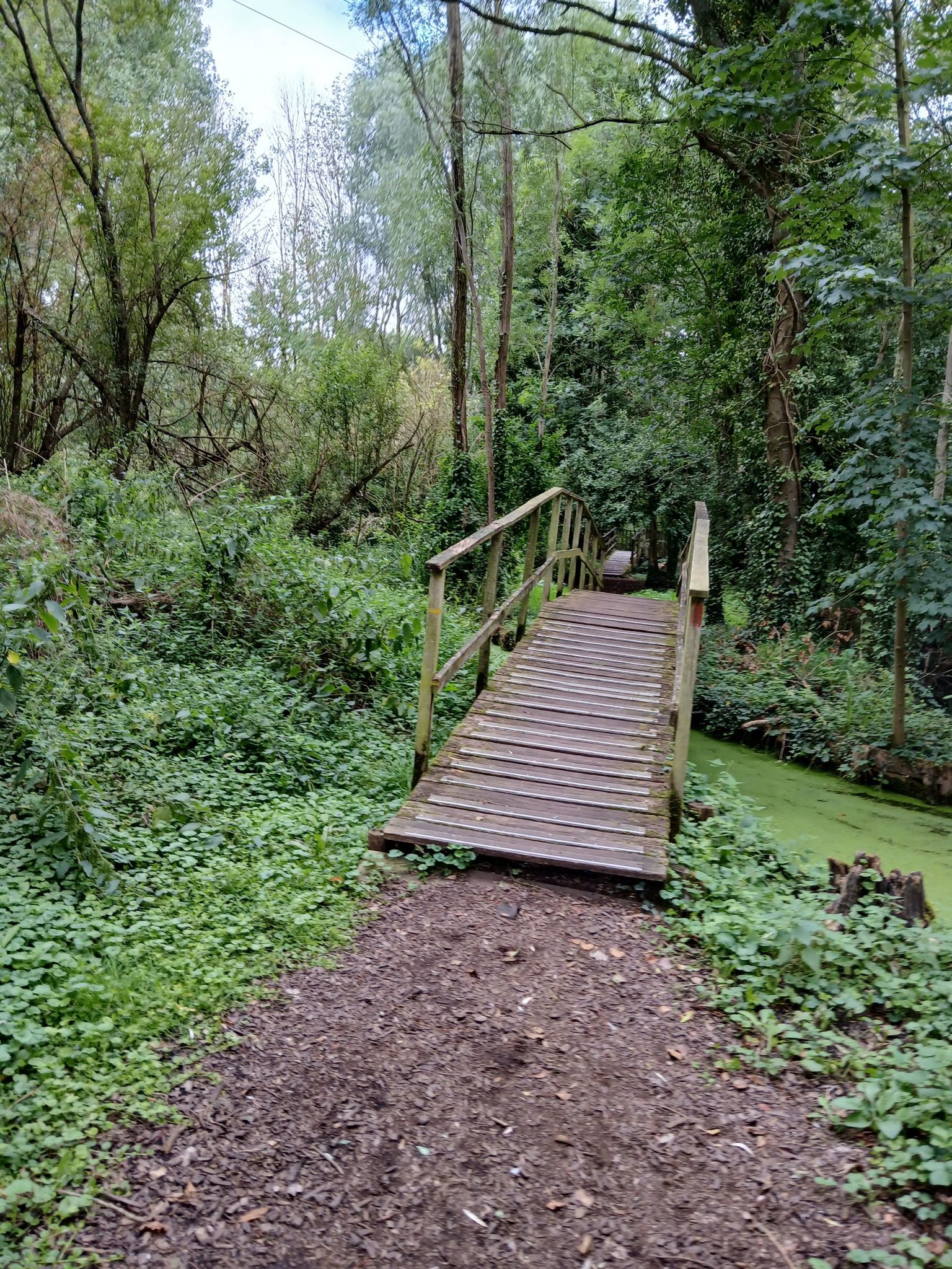 ponts de bois