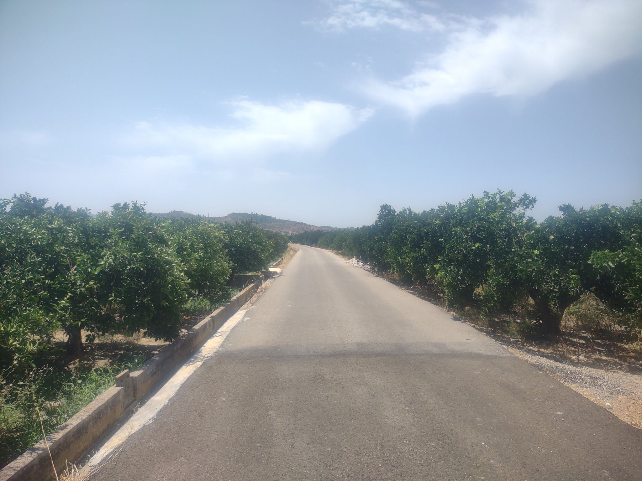 Campos y campos de naranjos