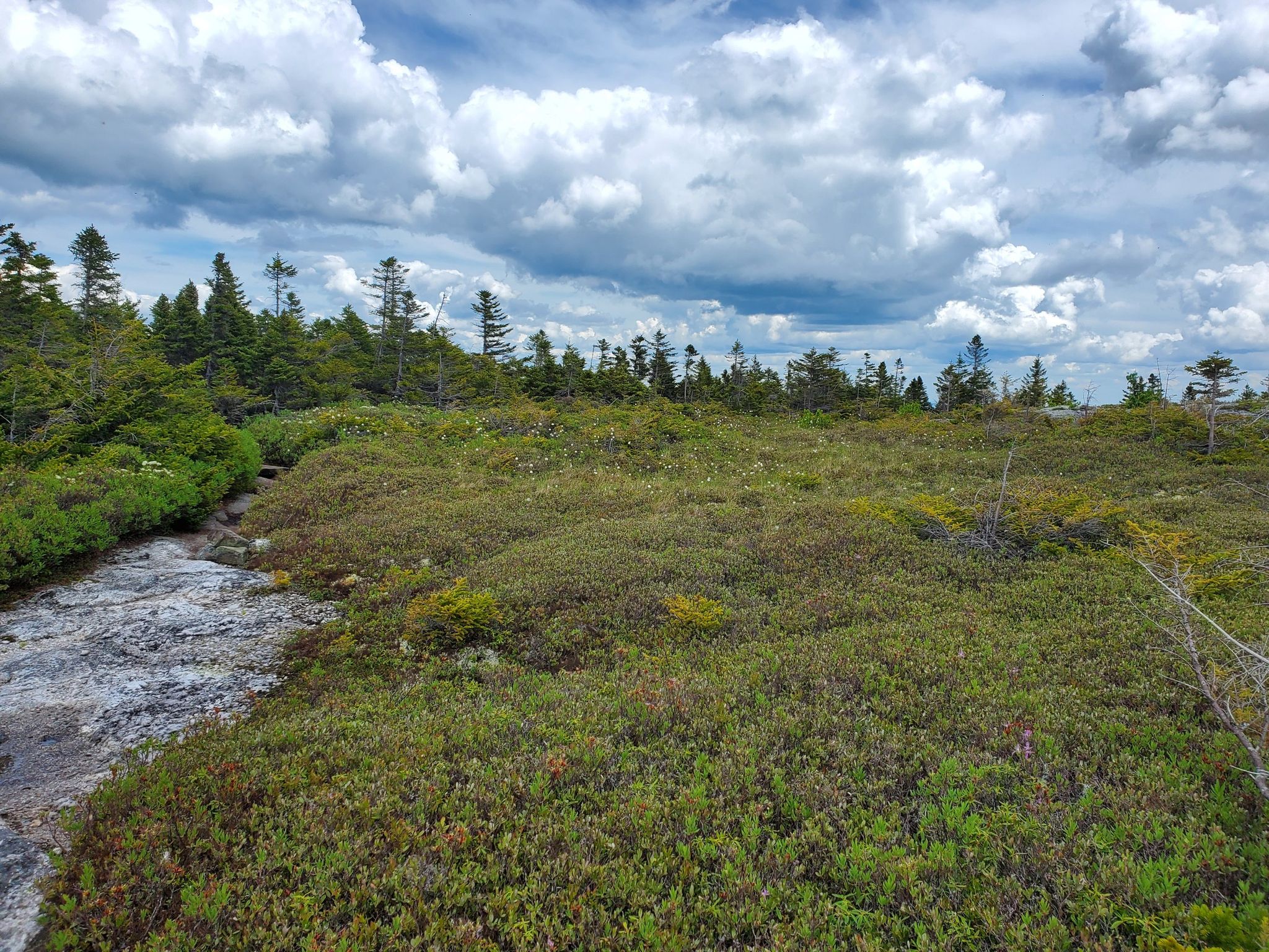 Wide open field of low green vegetation next to a rocky stream. - Baldface Circle Trail