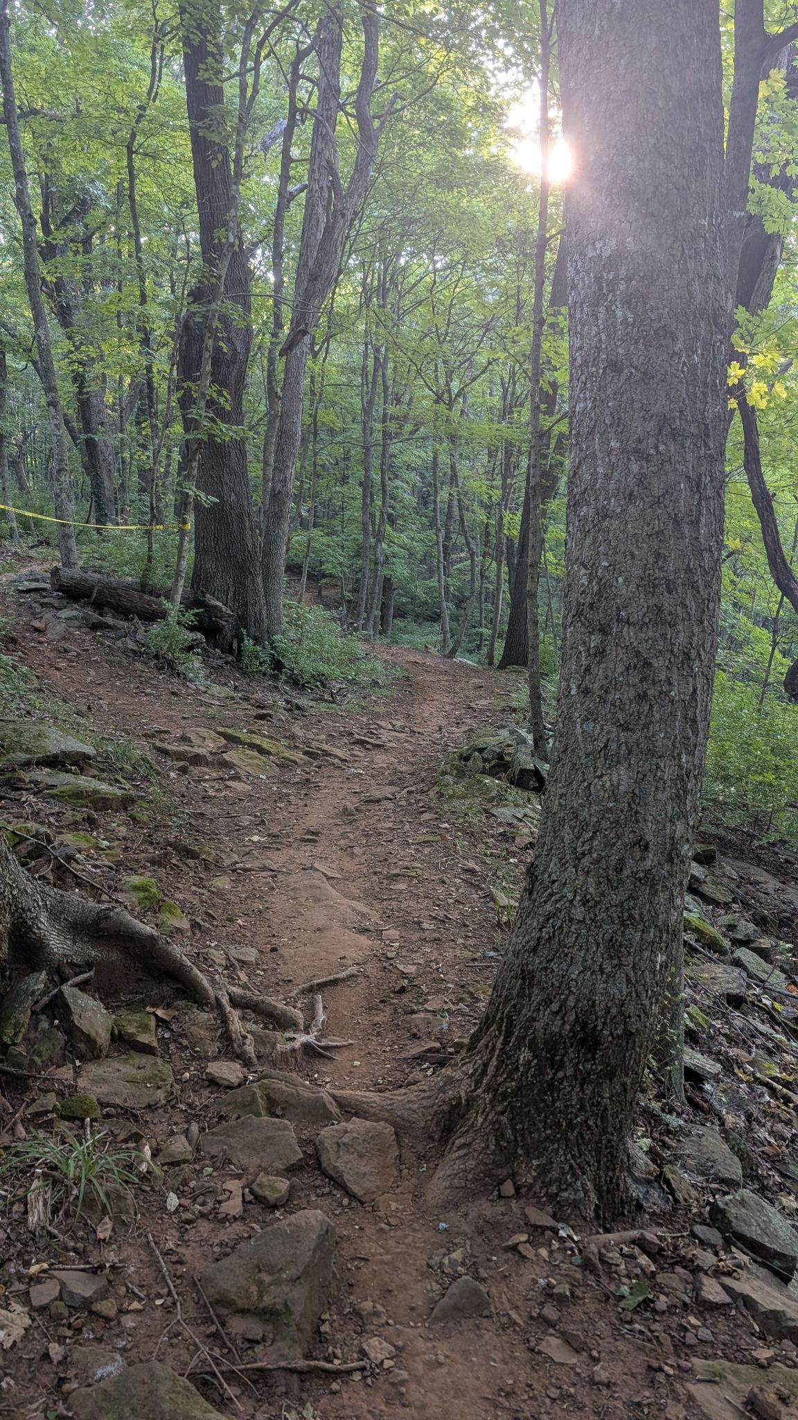 Sunlight flares through tall trees illuminating a rocky, uphill dirt trail in the forest. - Kessler Mountain Regional Park loop from Kessler Mountain Regional Park