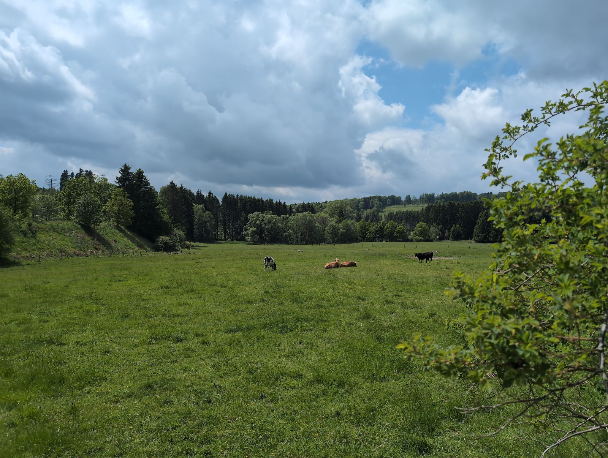 Kühe