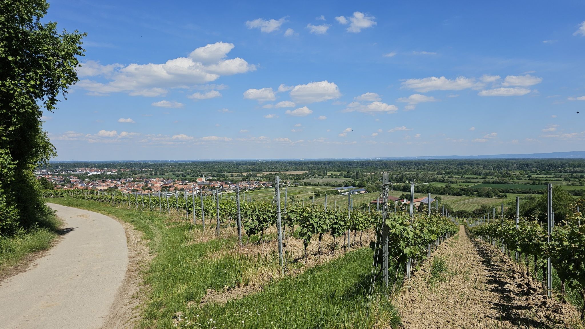 Dienheim