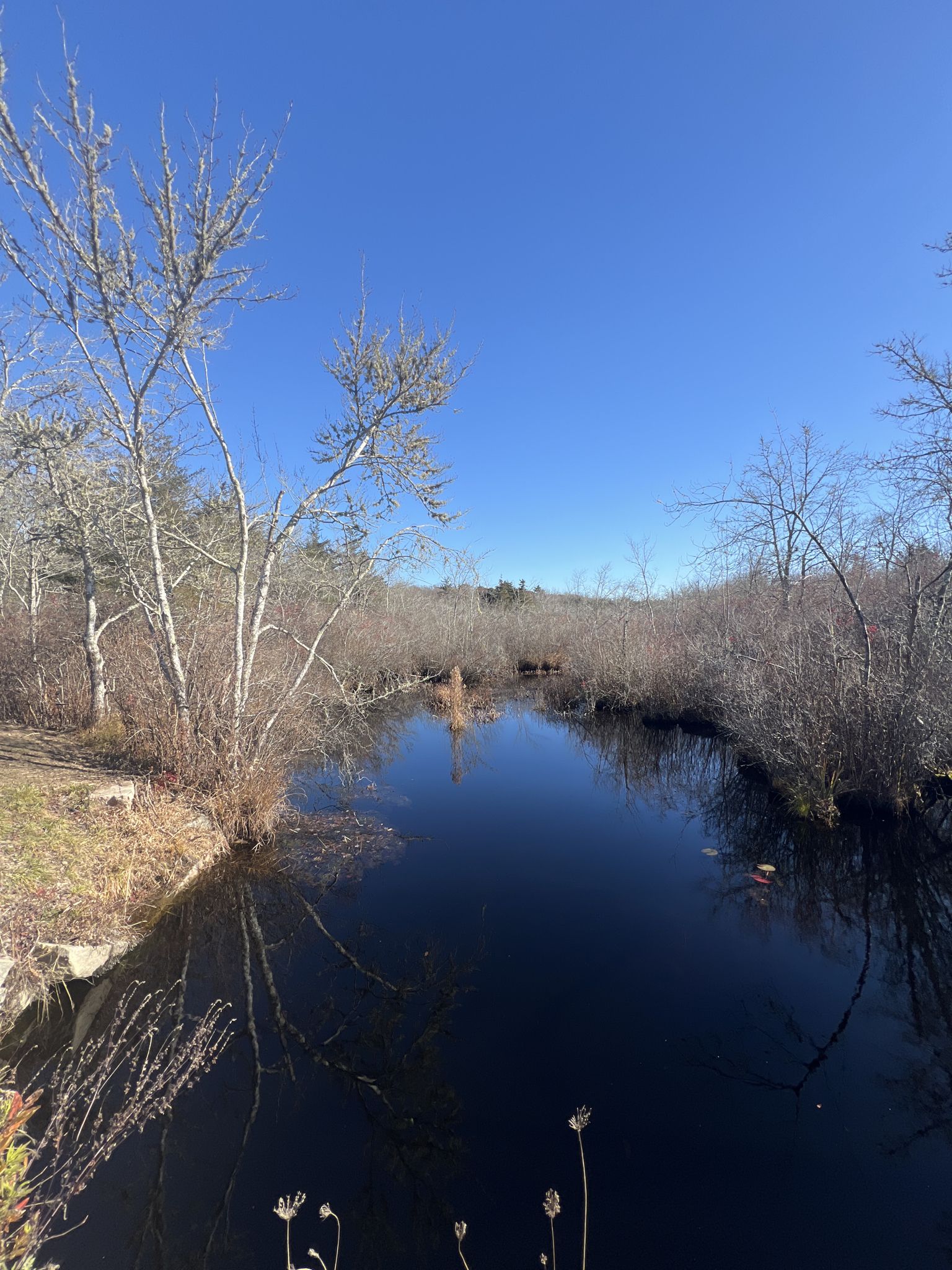 A dark, calm stream flows through a sunny, brush-lined landscape. - Warwick to Watchaug Pond loop via South County Trail