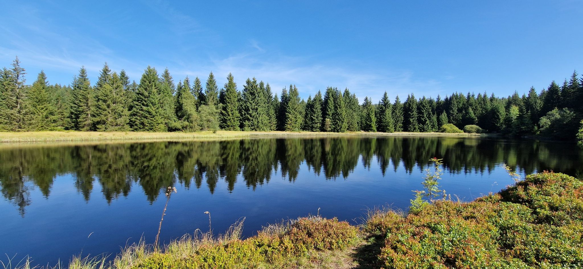Wüster Teich