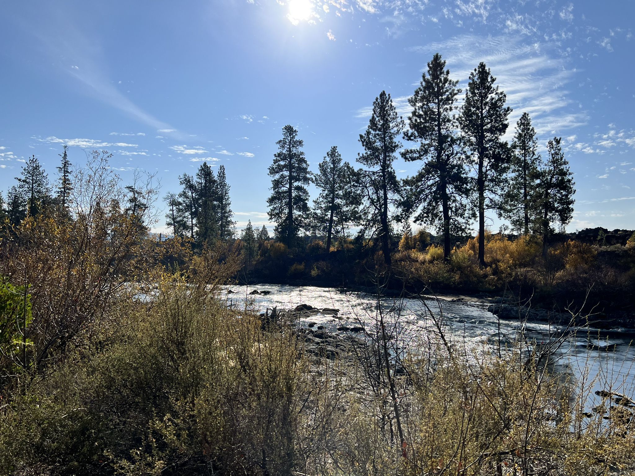 Sun shines brightly over a river with tall pine trees and brush. - Deschutes River Trail
