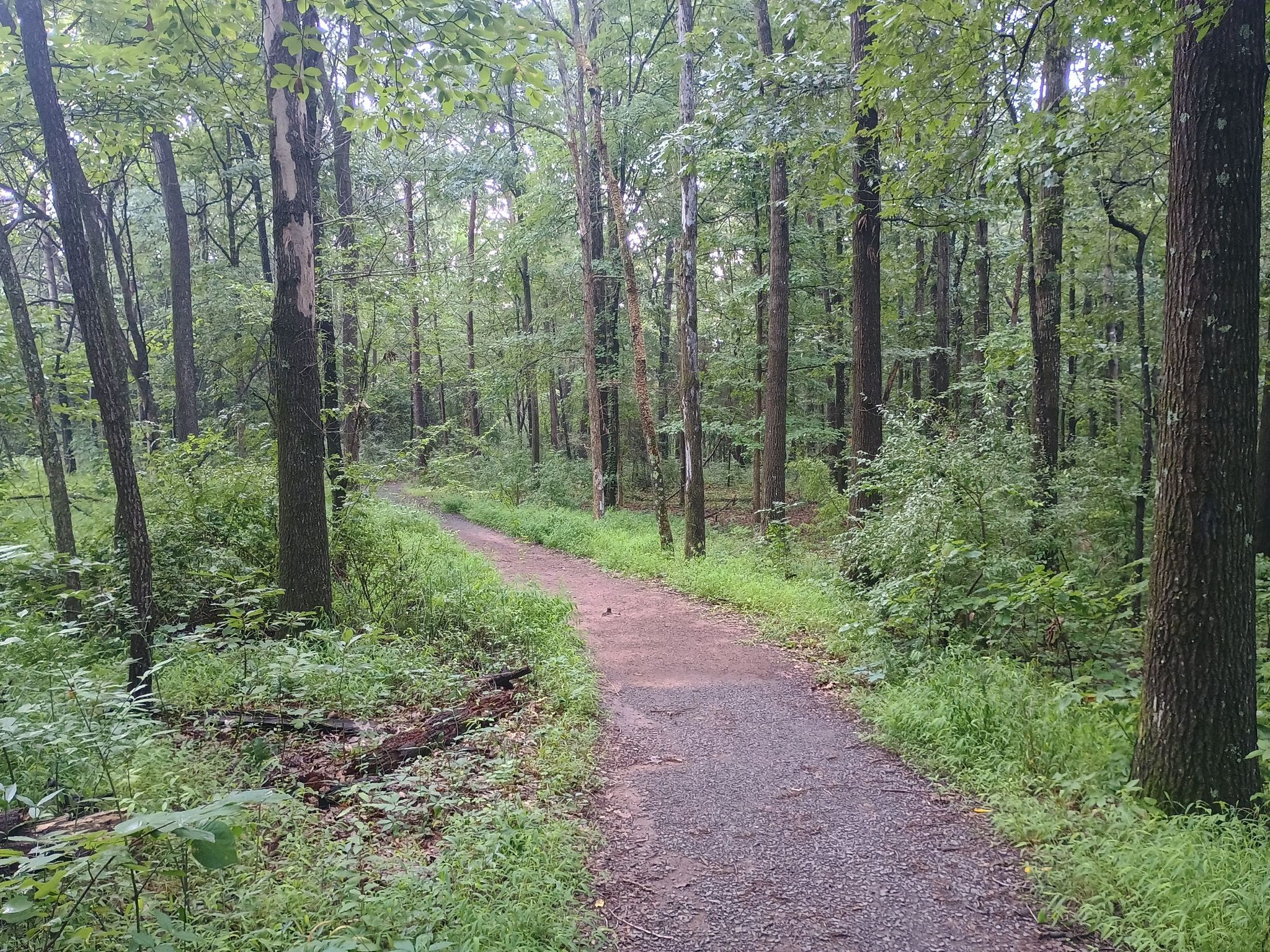 Dirt path winding through a dense, green forest on a cloudy day. - First Manassas Trail Loop