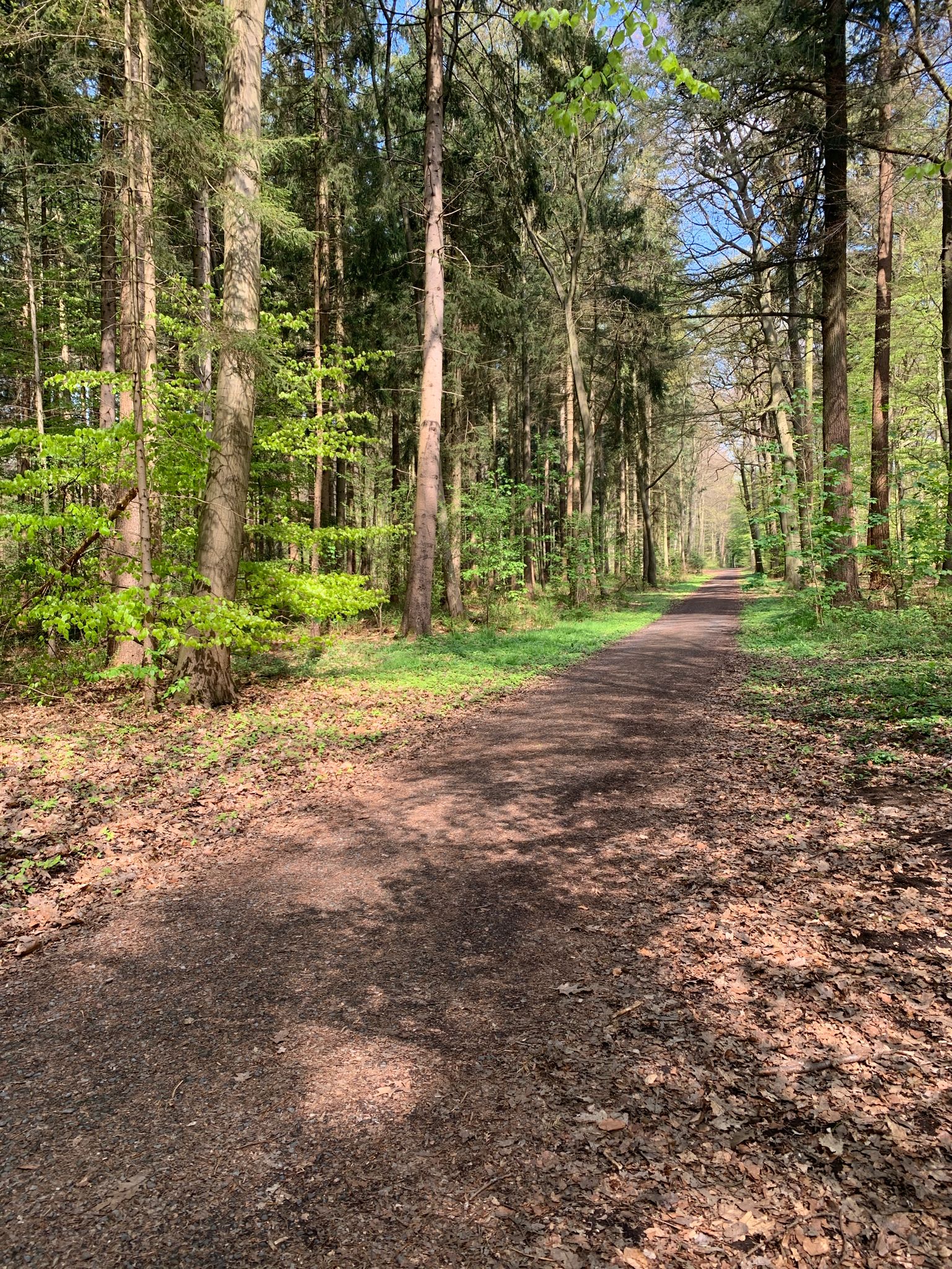 Douglasienpfad