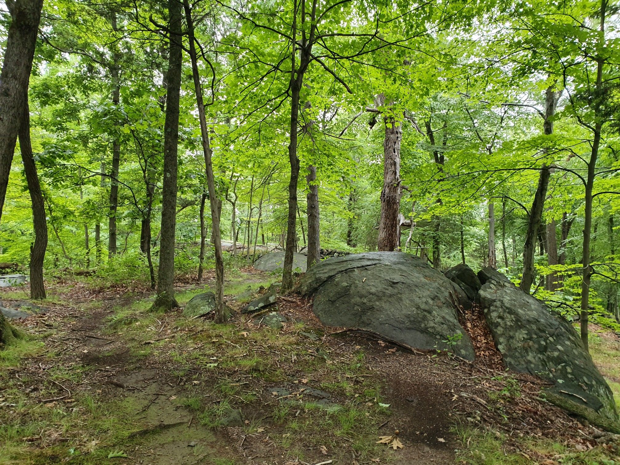 Forest path winding past large mossy boulders and green trees. - Blue Mountain Reservation Advanced Loop