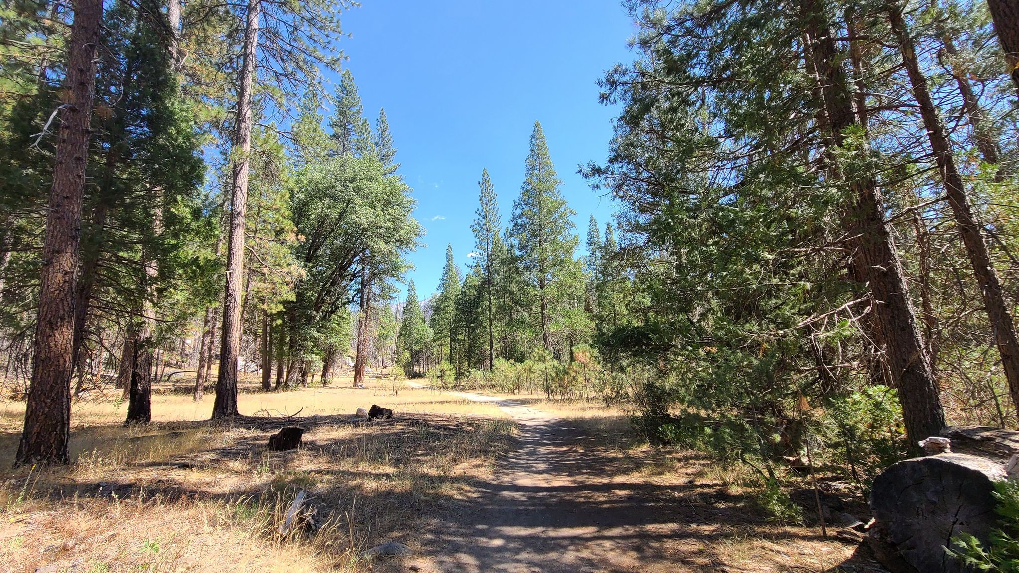 A sun-dappled dirt path winds through a tall pine forest on a clear day. - Swinging Bridge Trail
