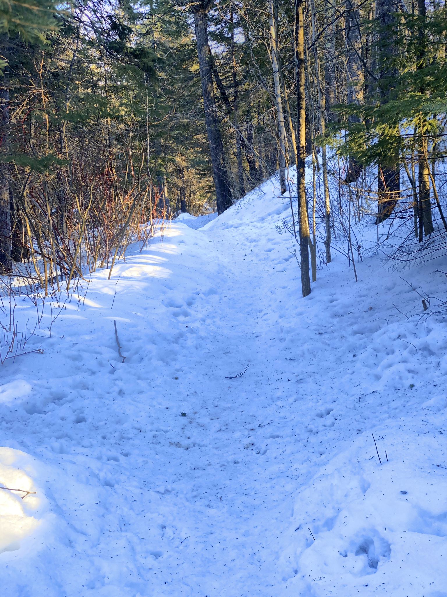 A snowy path winds through a dense winter forest on a bright day. - Congdon Park Trail