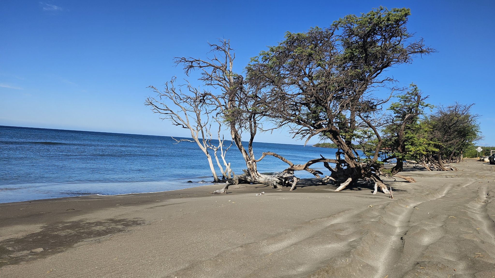 Sandy beach with gnarled trees by the blue ocean under a clear sky. - Road to Lahaina – Papawai Point loop from Maria Lanakila Catholic Church