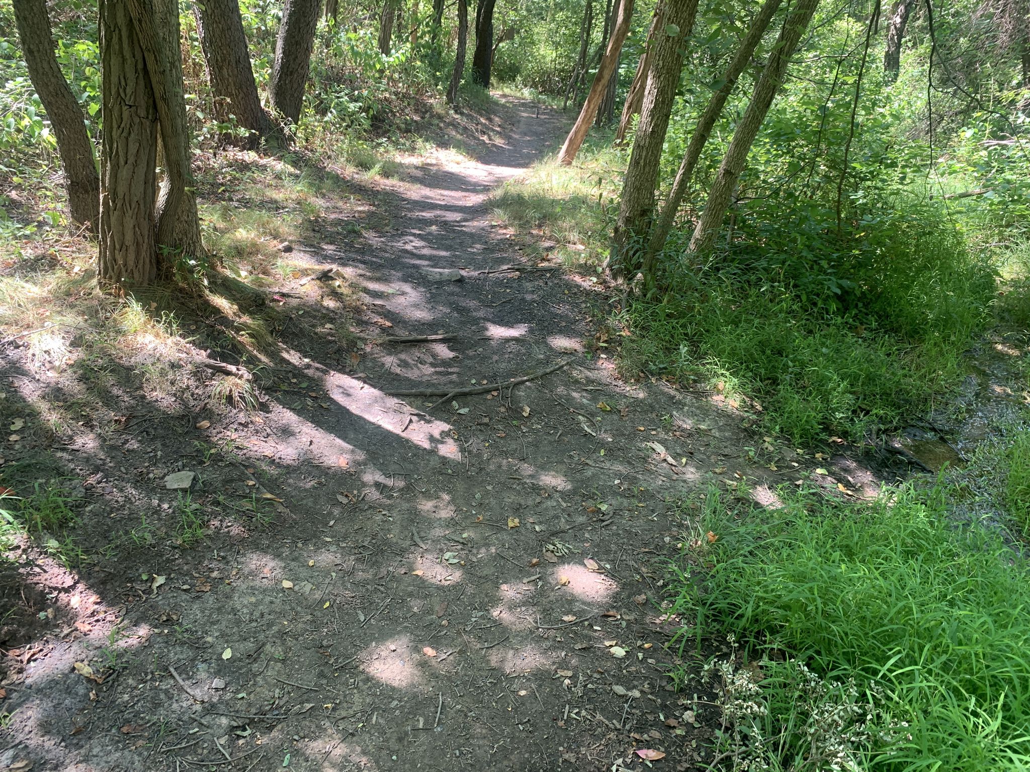 Shady dirt path through a forest, next to a small grassy stream. - Emerald View Trail
