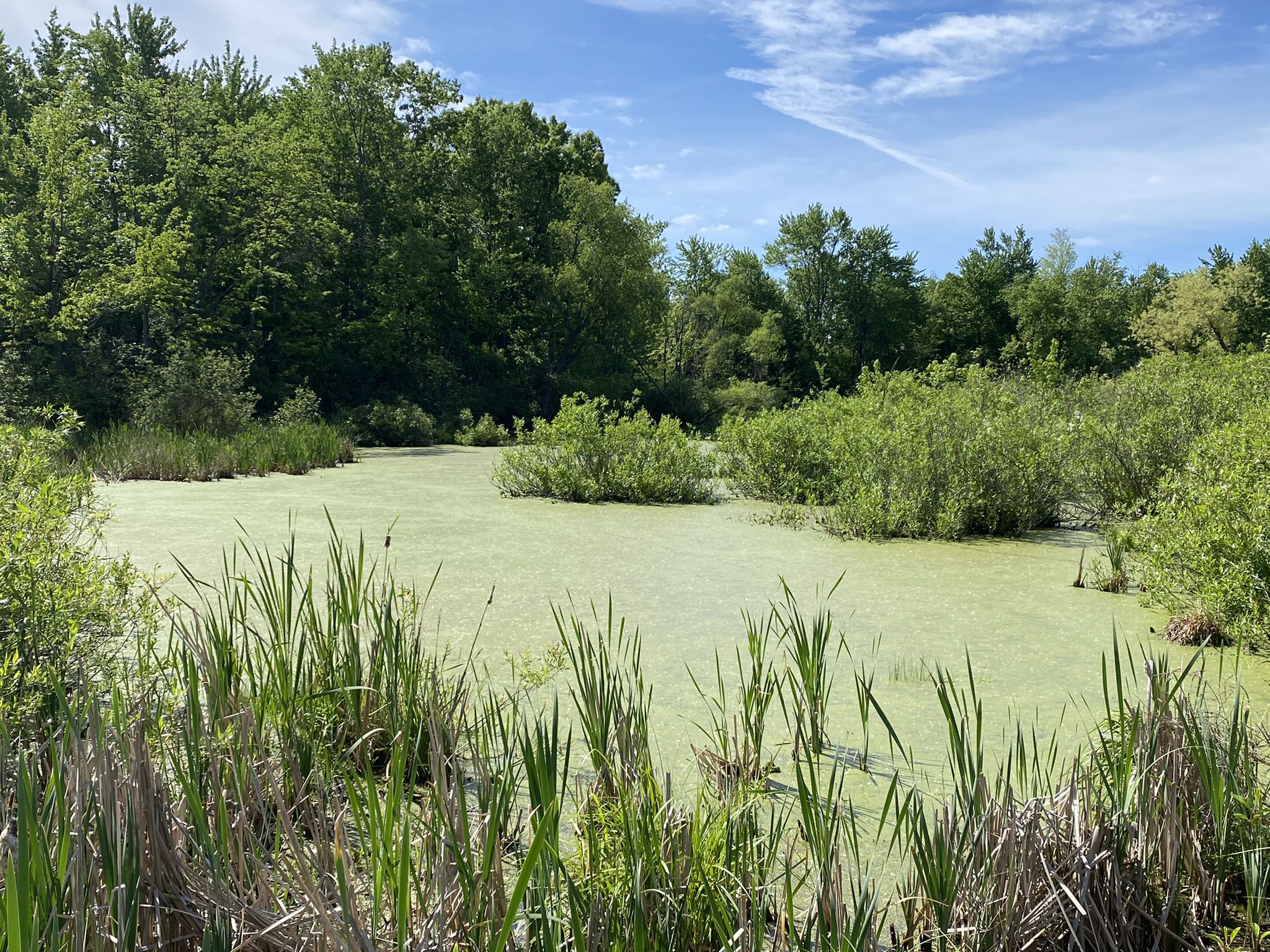 A green pond covered in algae, surrounded by lush trees under a blue sky. - Woodpecker Lake Overlook loop from West Bloomfield Charter Township