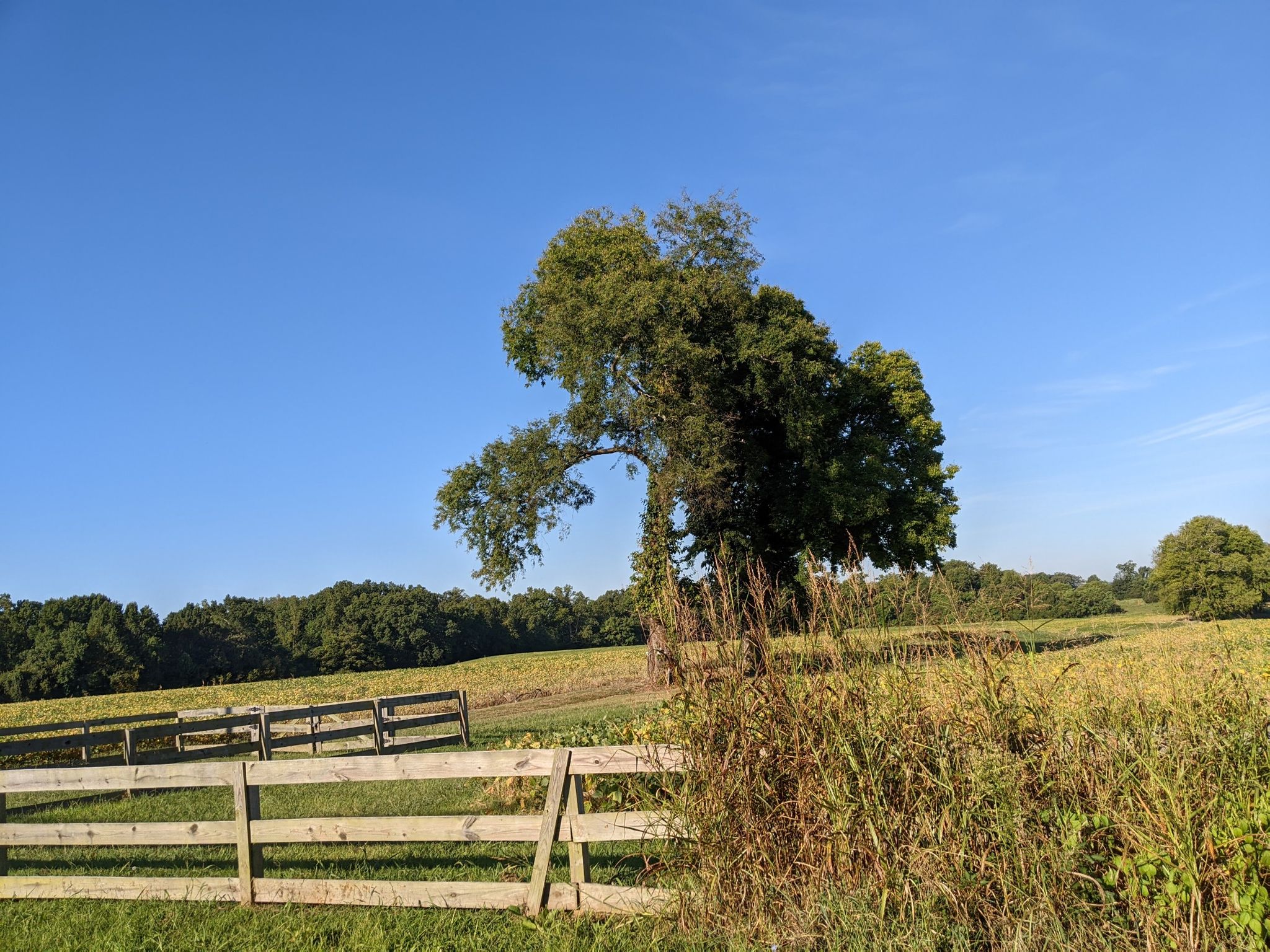 Wooden fence in a sunny field with a large tree and distant woods. - Virginia Capital Trail