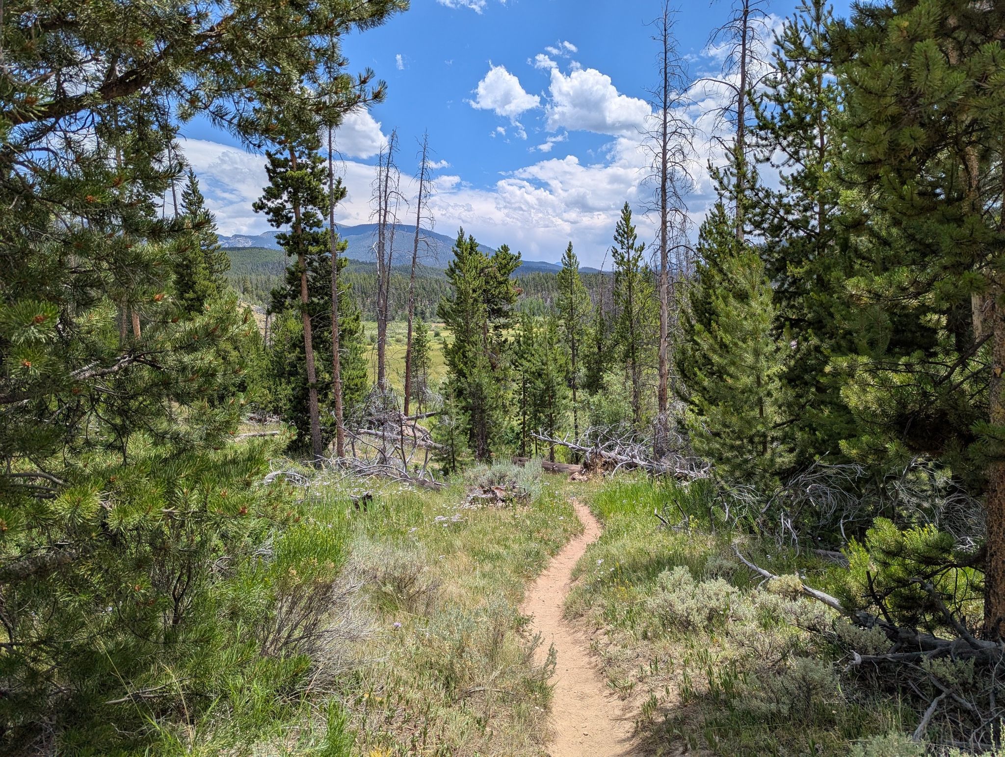 Narrow dirt path through a vibrant green pine forest, distant mountains. - East Shore Trail
