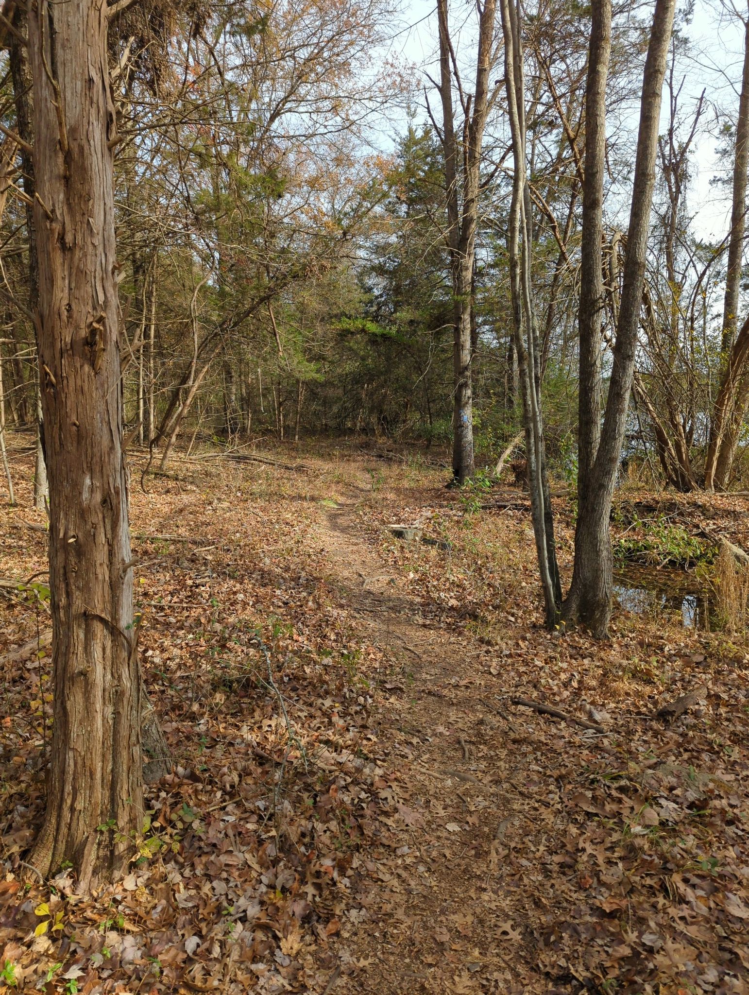 A winding dirt path through a sun-dappled forest with a stream nearby. - Beaverdam Reservoir Trail
