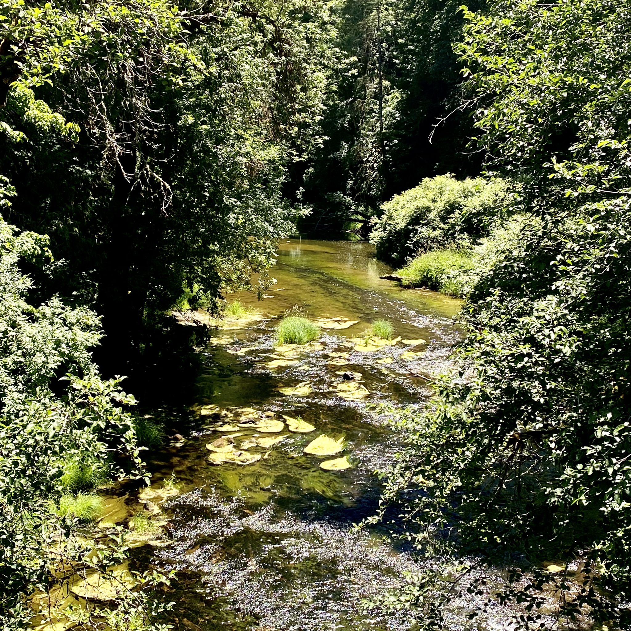 Clear stream flowing through dense green forest with dappled sunlight. - Banks-Vernonia State Trail – Banks-Vernonia State Trail loop from Vernonia