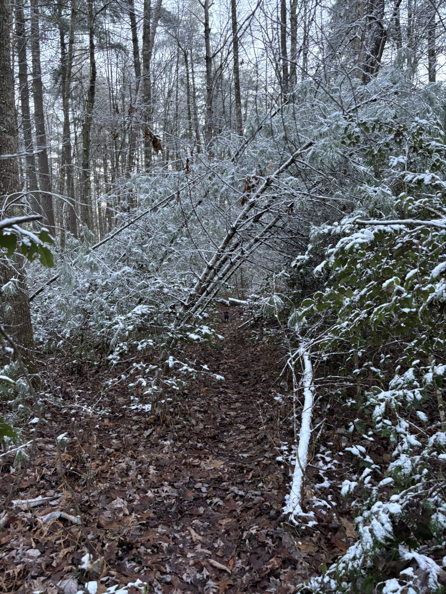 A forest path with ice-covered trees and branches, some fallen across. - Turtleback Arch Trail