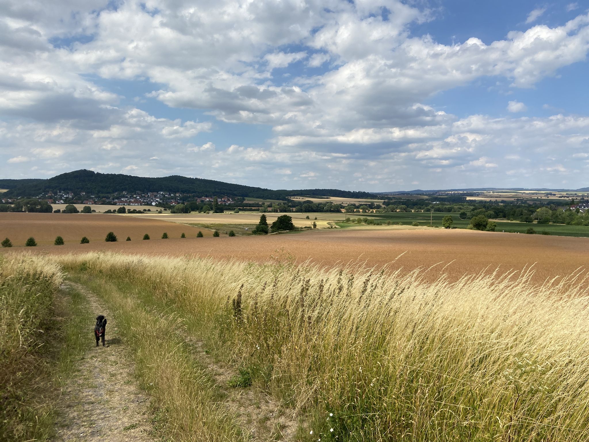 Dinkel ist rötlich