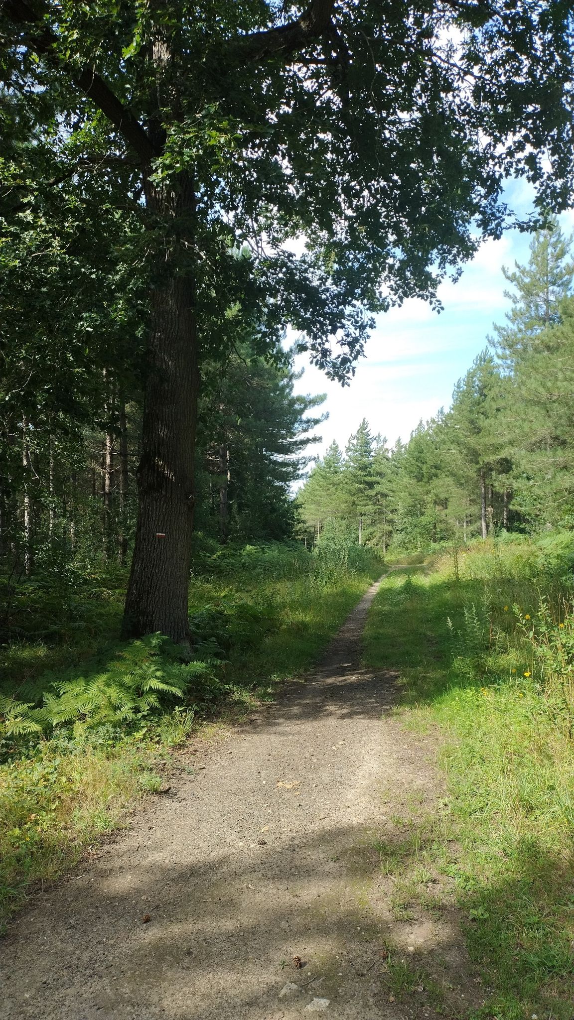Forêt de Romainville