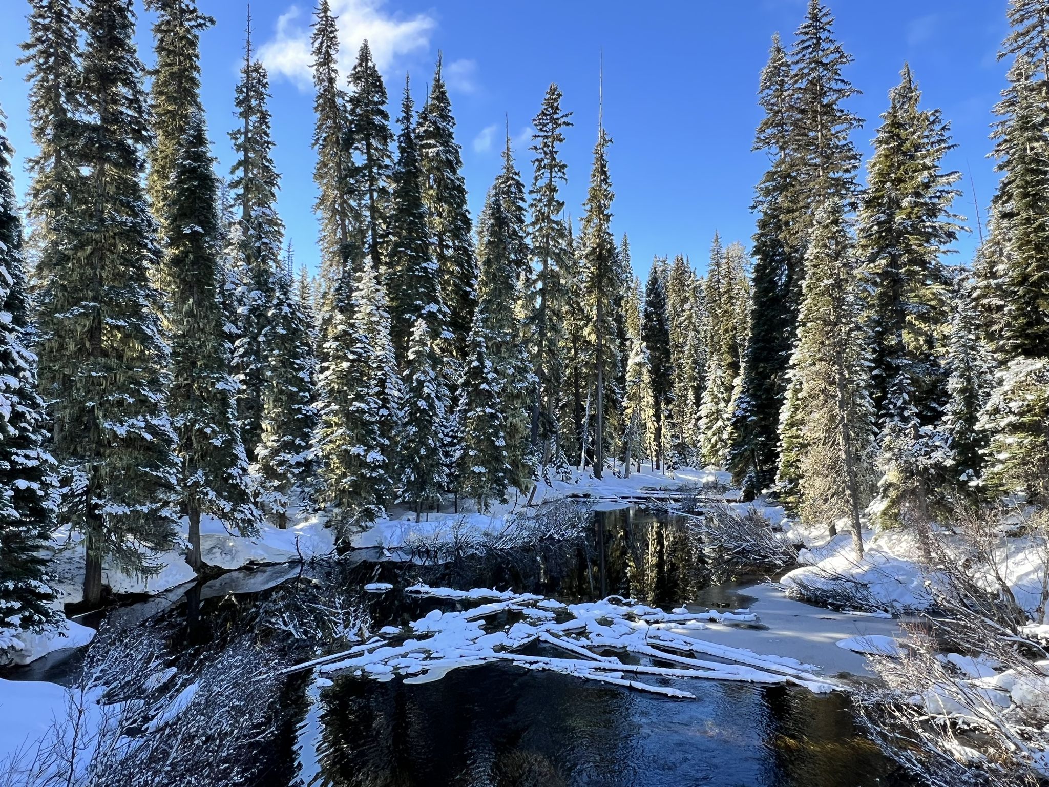A partially frozen river flows through a snowy evergreen forest on a sunny day. - Gold Lake & Salt Creek Falls loop