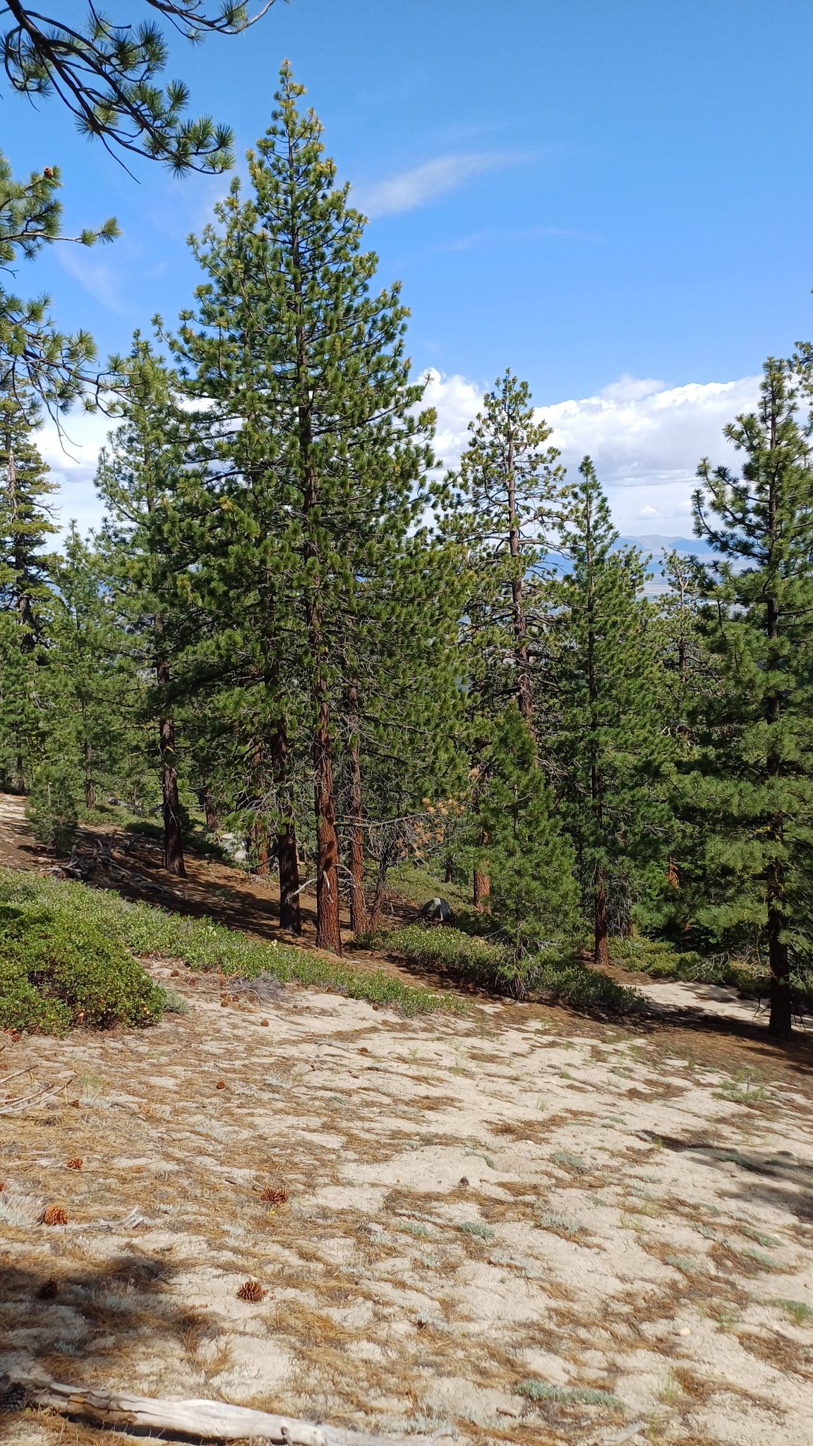Pine trees on a sunny, sandy slope under a bright blue sky. - Tahoe Rim Trail: Spooner Summit to Snow Valley Peak