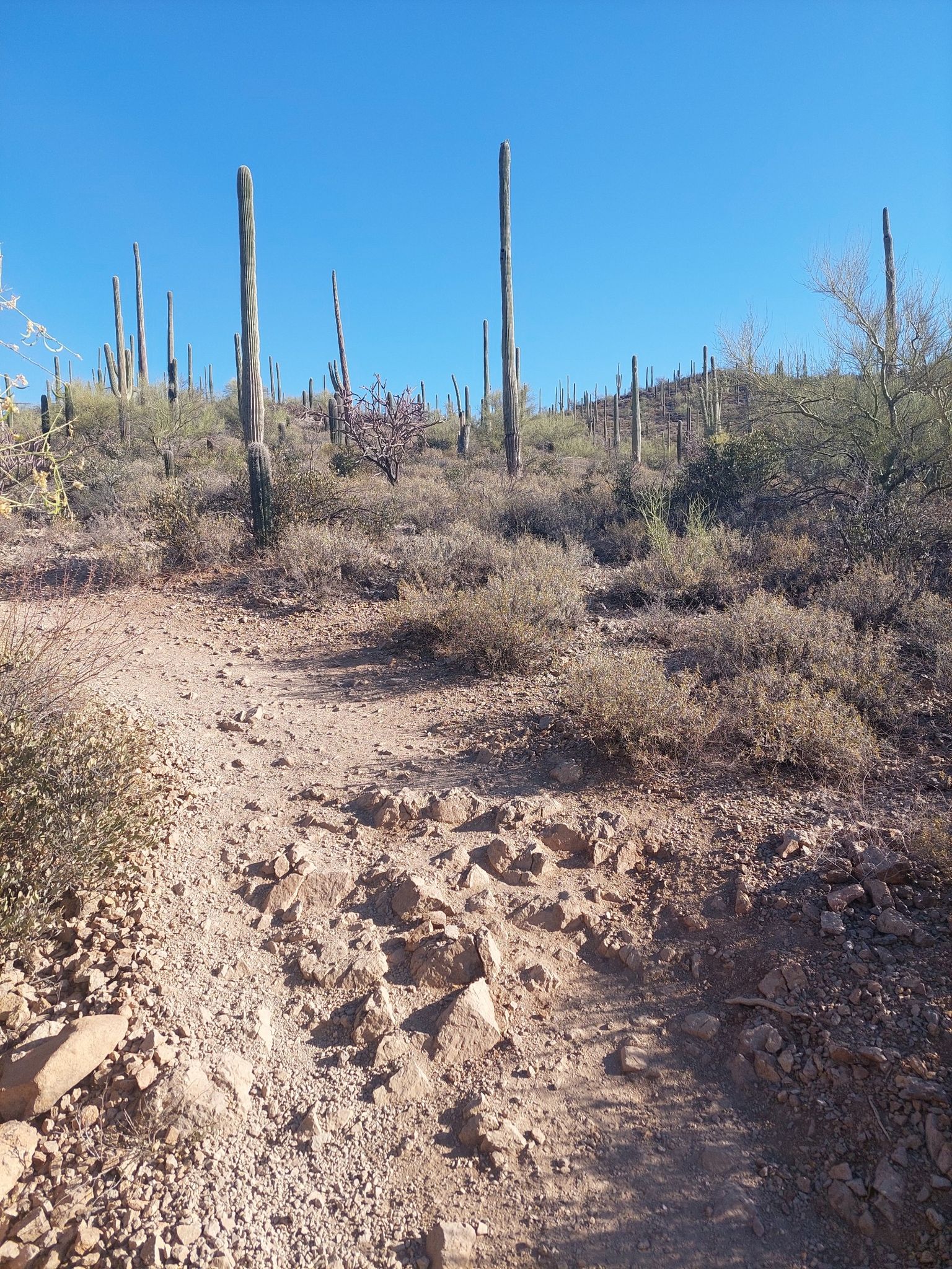 Rocky dirt path winding uphill through desert with saguaro cacti under clear sky. - Painted Hills Trails Park loop from Mary Henderson Desert Center