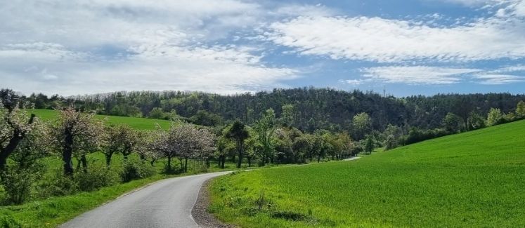 Straße zum Großen Hörselberg