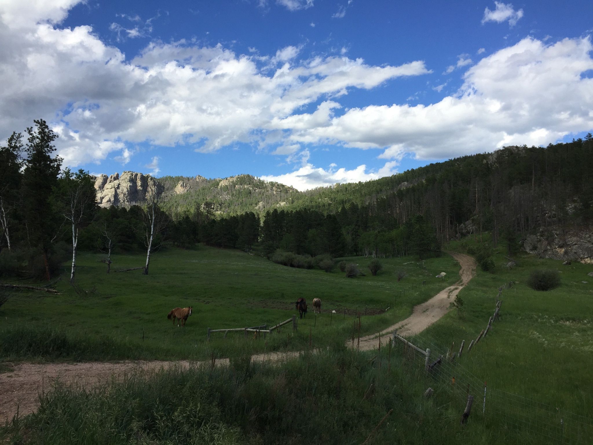 Horses grazing in a green field with distant mountains under a blue sky. - George S. Mickelson Trail: Hill City to Custer